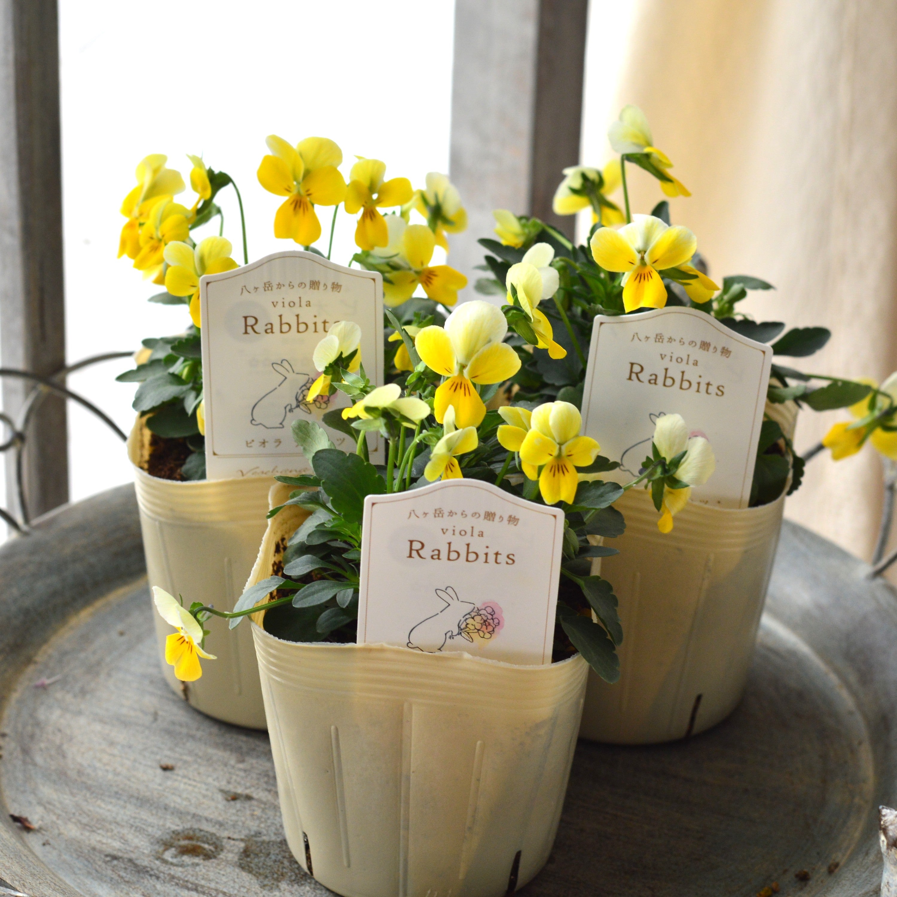 【VEGIHANA FARMさん】 ビオラ　『ラビッツ・C』　　3.5寸POT