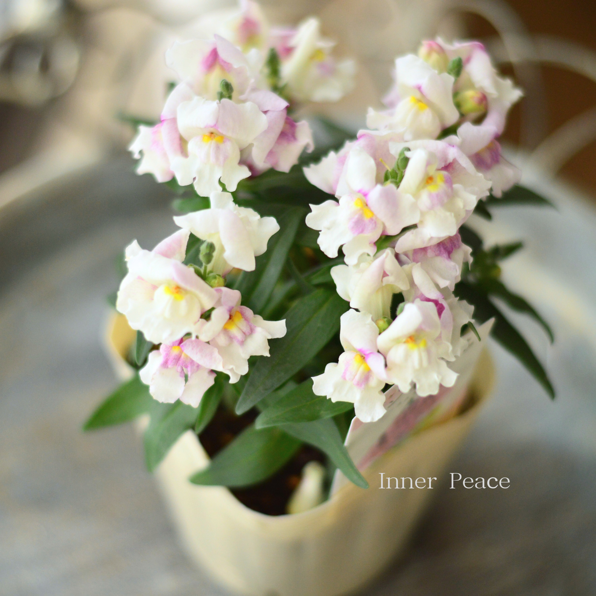 【かわいい】 キンギョソウ　『オータムセレクション　B』　　3.5寸POT