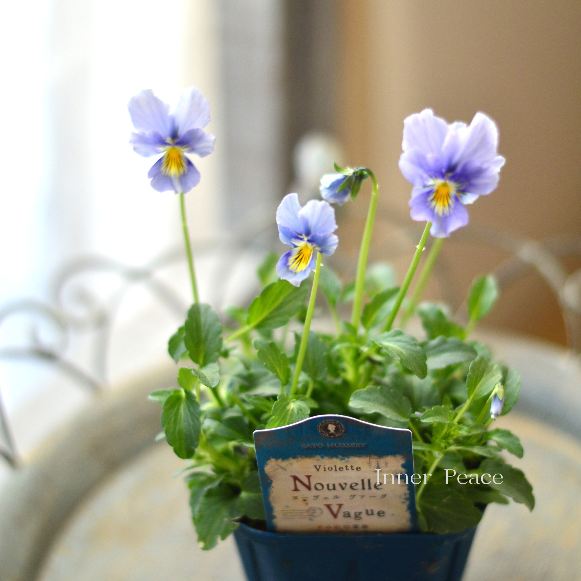 【サトウ園芸さん】 ビオラ 『ヌーベルヴァーグ～すみれの革命～　C』　　3.5寸硬質POT