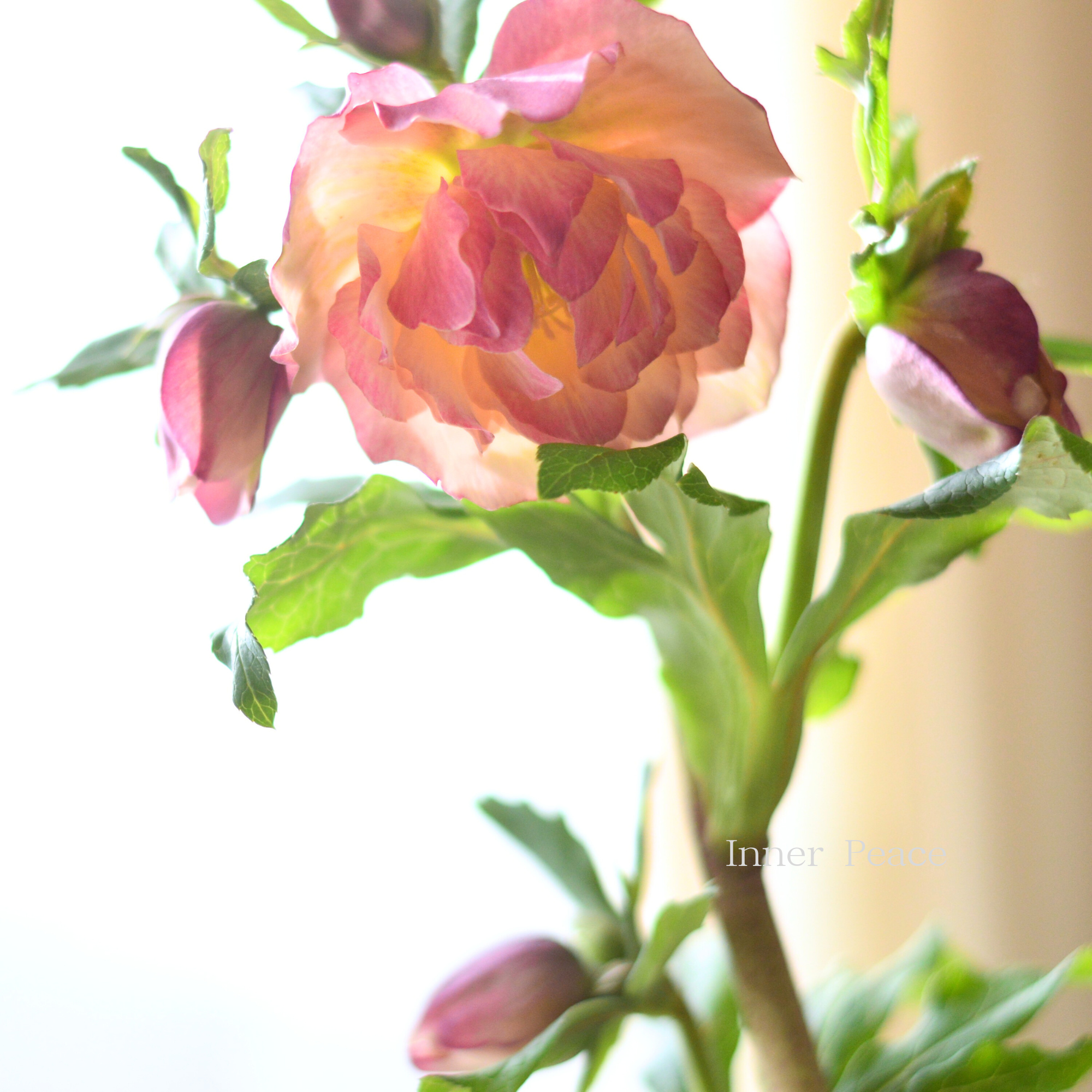 【杉光園芸さん】  クリスマスローズ 『多弁タイプ・C』　　４号ＰＯＴ