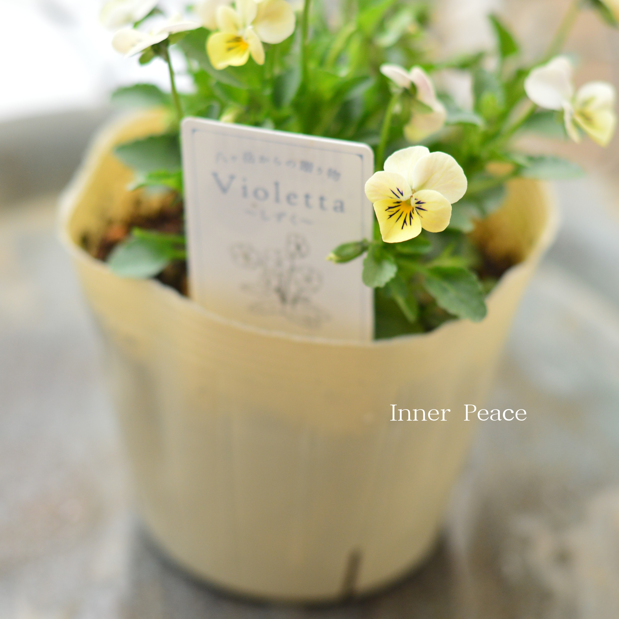 VEGIHANA FARMさん】 小輪ビオラ 『ビオレッタ・しずく C』 3.5寸POT VEGIHANA FARMさん】 小輪ビオラ 『ビオレッタ・しずく C』 3.5寸POT