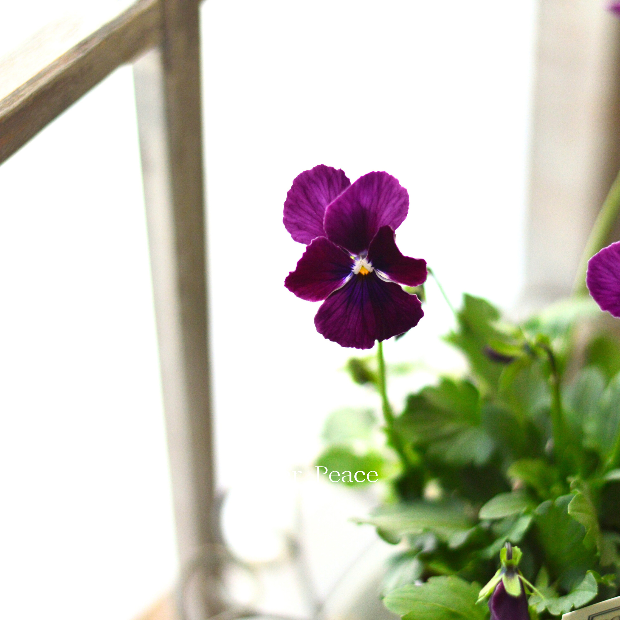 【美しい】 ビオラ　ロカハーツ　『ルーキーズ・C』　　3.5寸POT