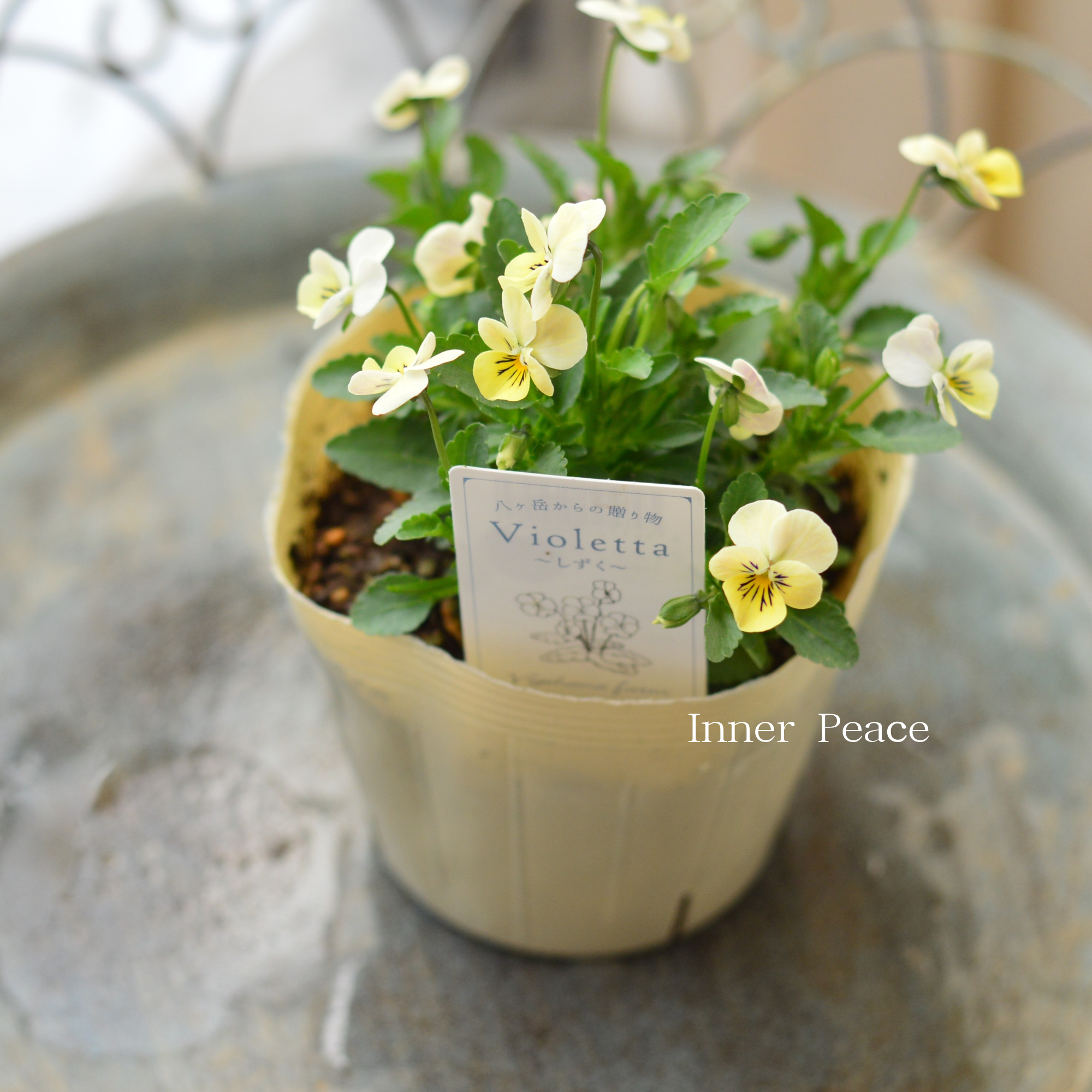 【VEGIHANA FARMさん】 小輪ビオラ　『ビオレッタ・しずく　C』　　3.5寸POT