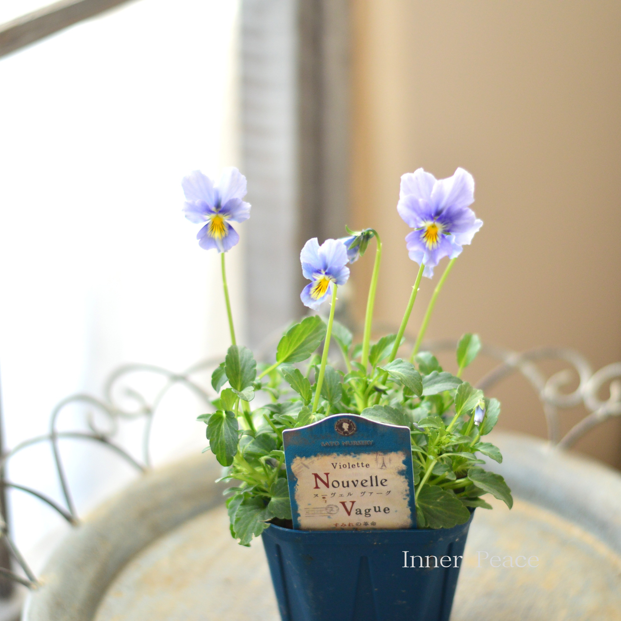 【サトウ園芸さん】 ビオラ 『ヌーベルヴァーグ～すみれの革命～　C』　　3.5寸硬質POT