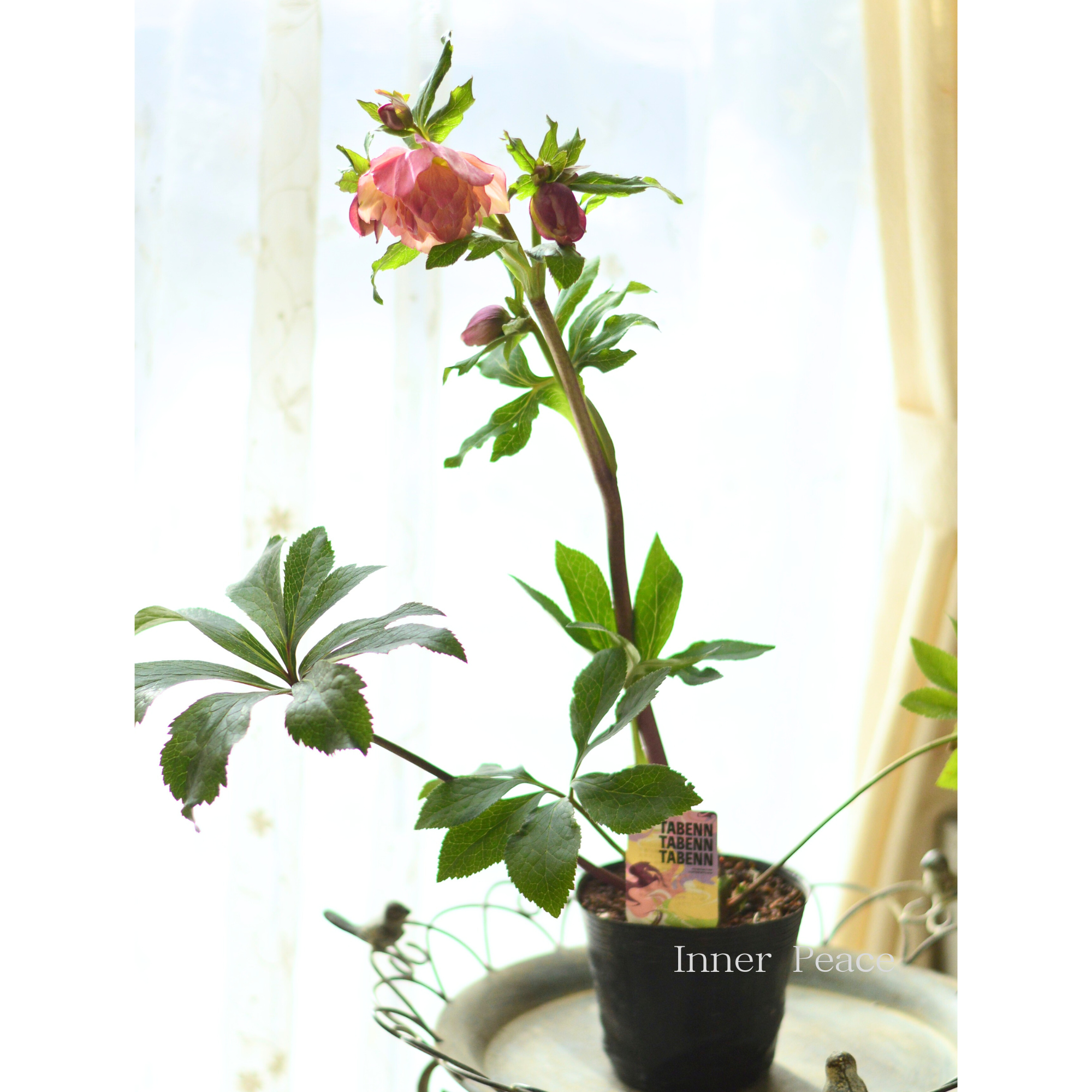 【杉光園芸さん】  クリスマスローズ 『多弁タイプ・C』　　４号ＰＯＴ