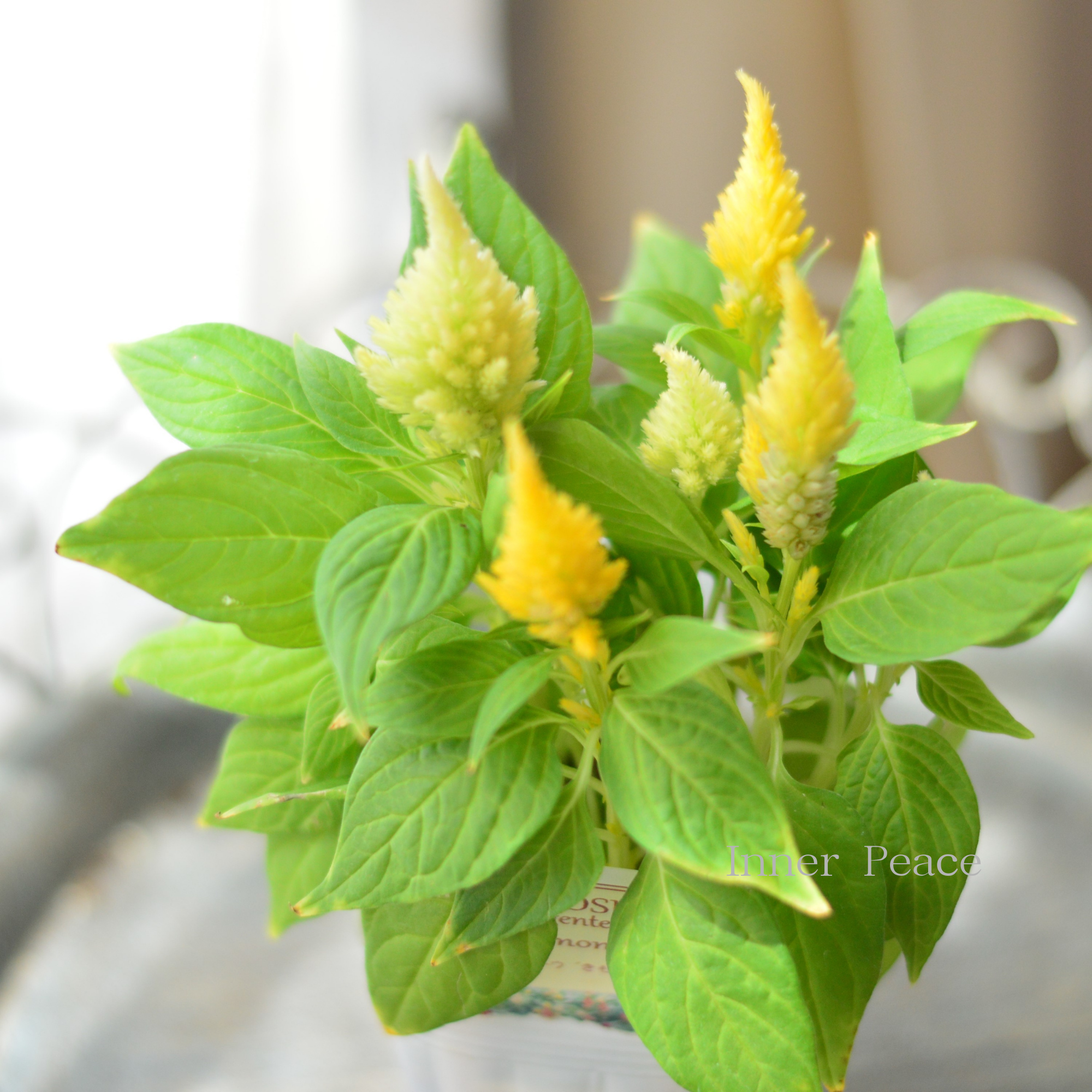 【秋のお花】 ケイトウ　『キモノ・花色C』　　2.5寸POT