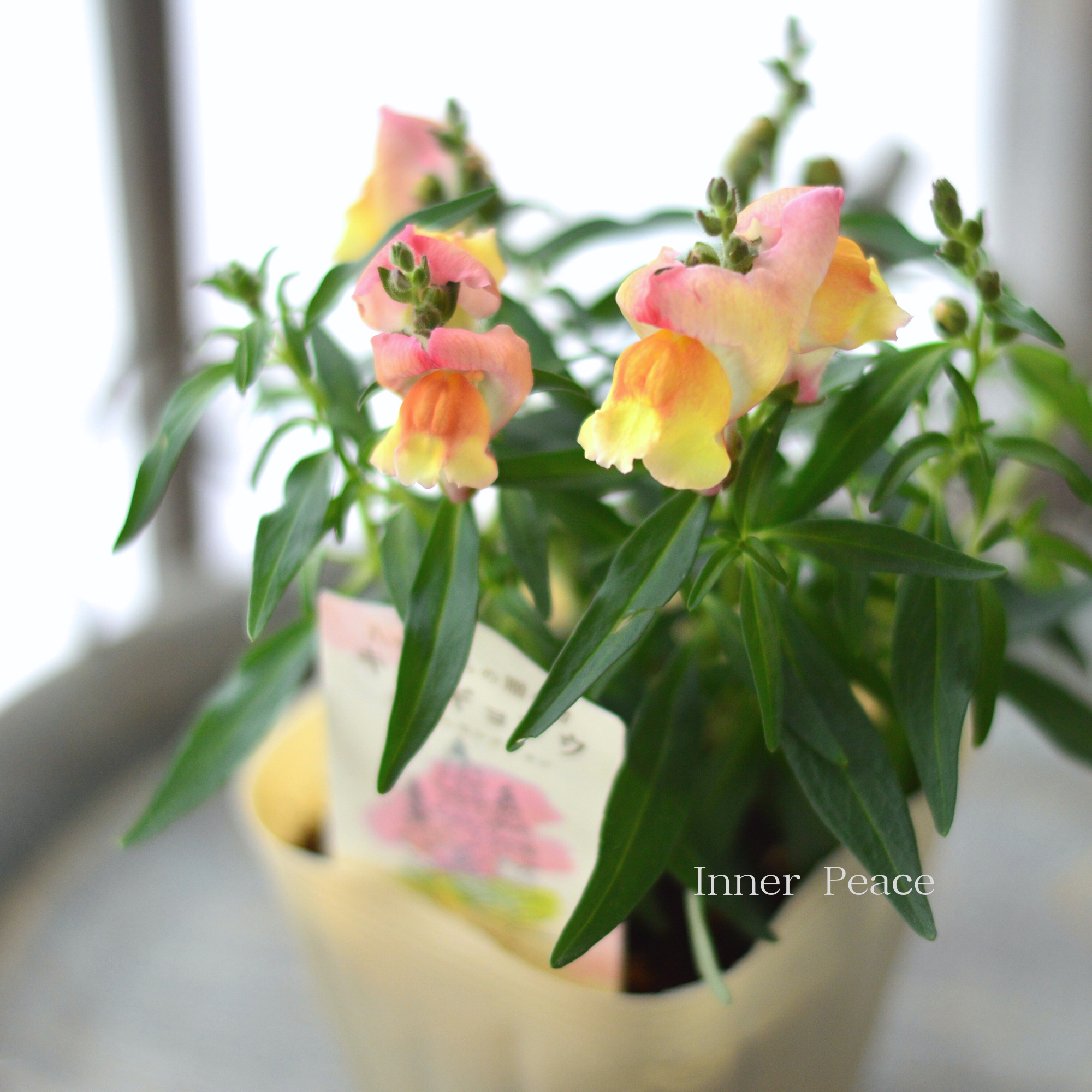 【かわいい】 キンギョソウ　『オータムセレクション　C』　　3.5寸POT