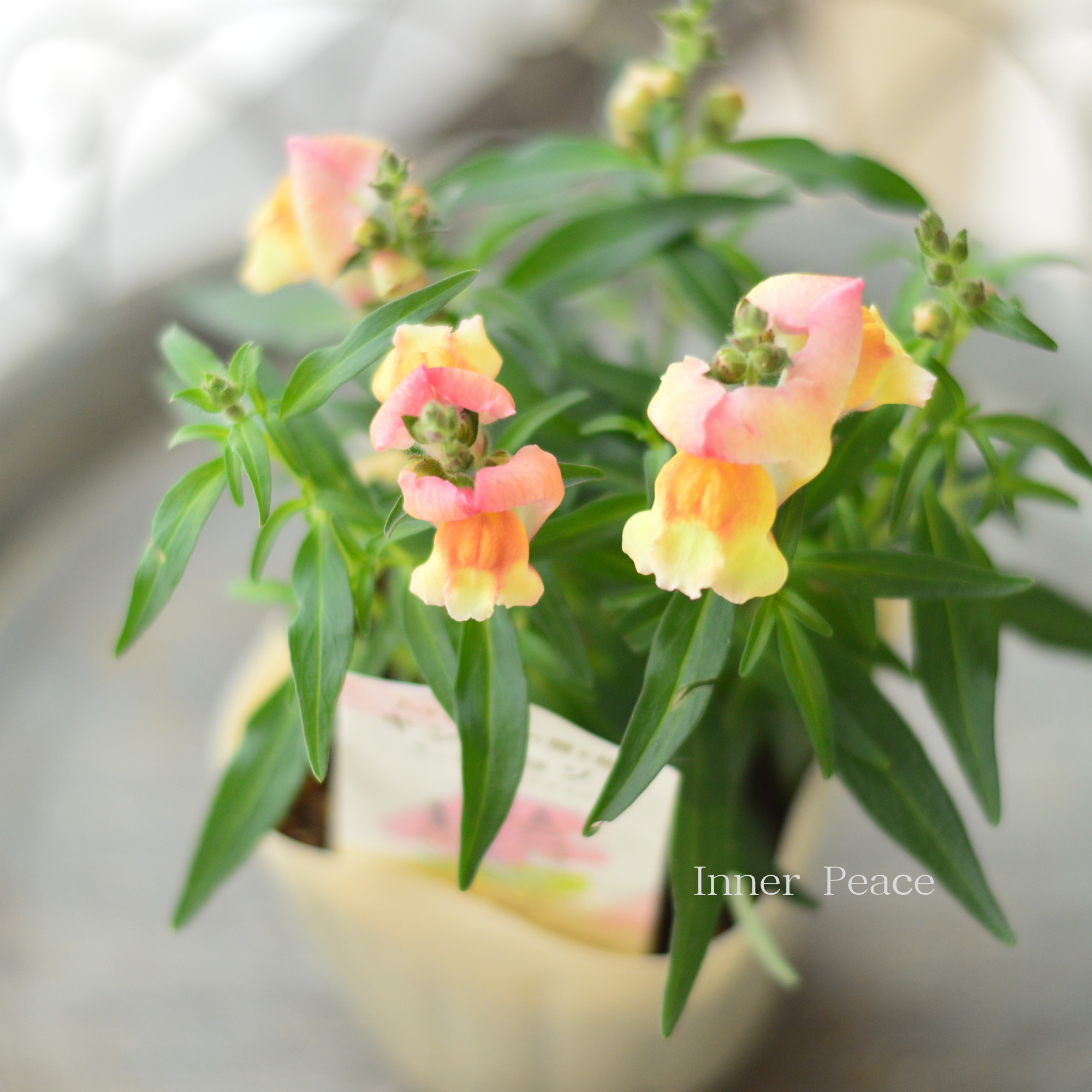 【かわいい】 キンギョソウ　『オータムセレクション　C』　　3.5寸POT