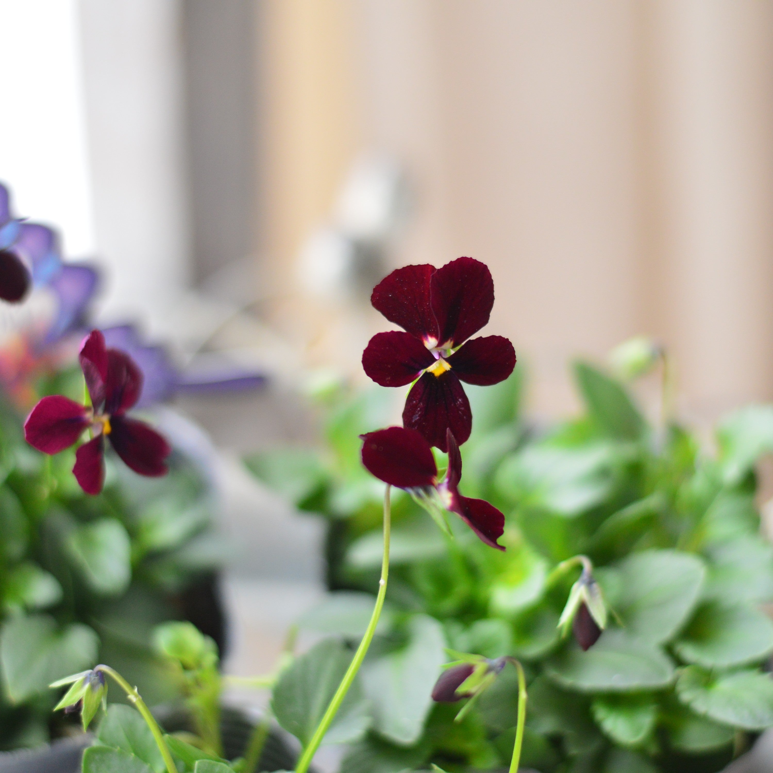 【うえたさん育種】 ビオラ 『パピヨンワールド・C』　3.5寸POT