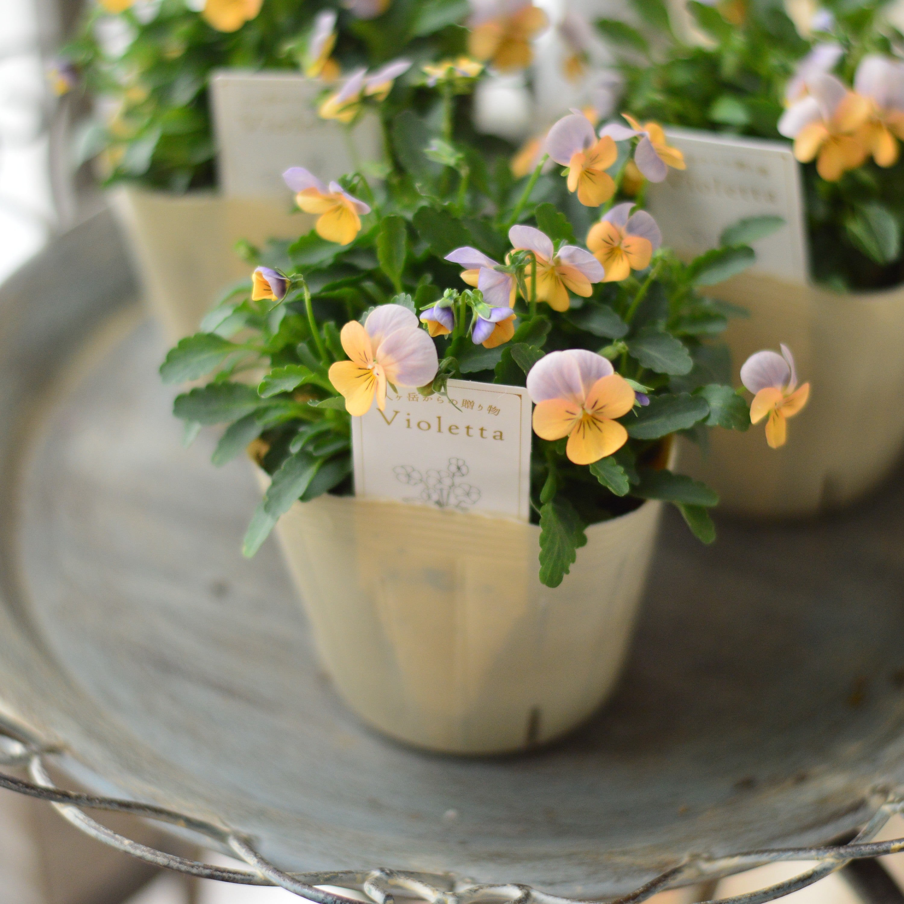 【かわいい】 小輪ビオラ　『ビオレッタ・D』　3.5寸POT