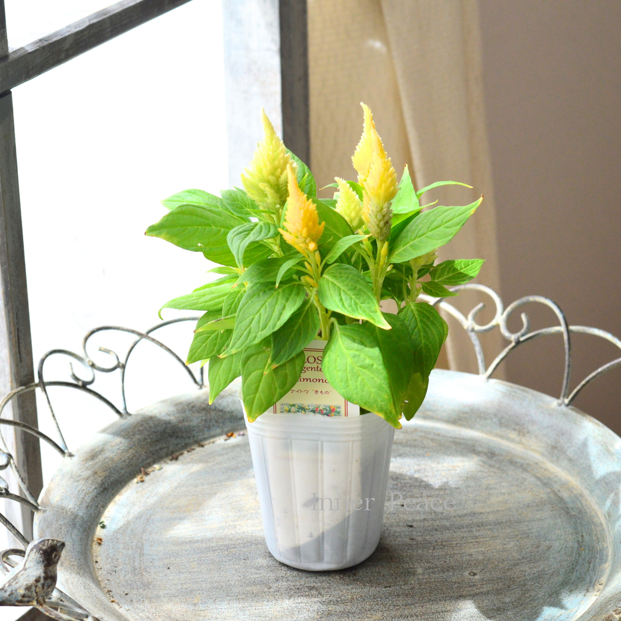 【秋のお花】 ケイトウ　『キモノ・花色C』　　2.5寸POT