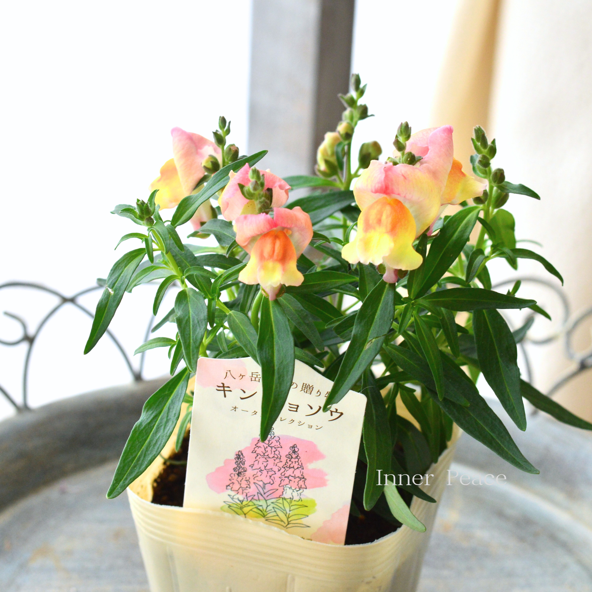 【かわいい】 キンギョソウ　『オータムセレクション　C』　　3.5寸POT