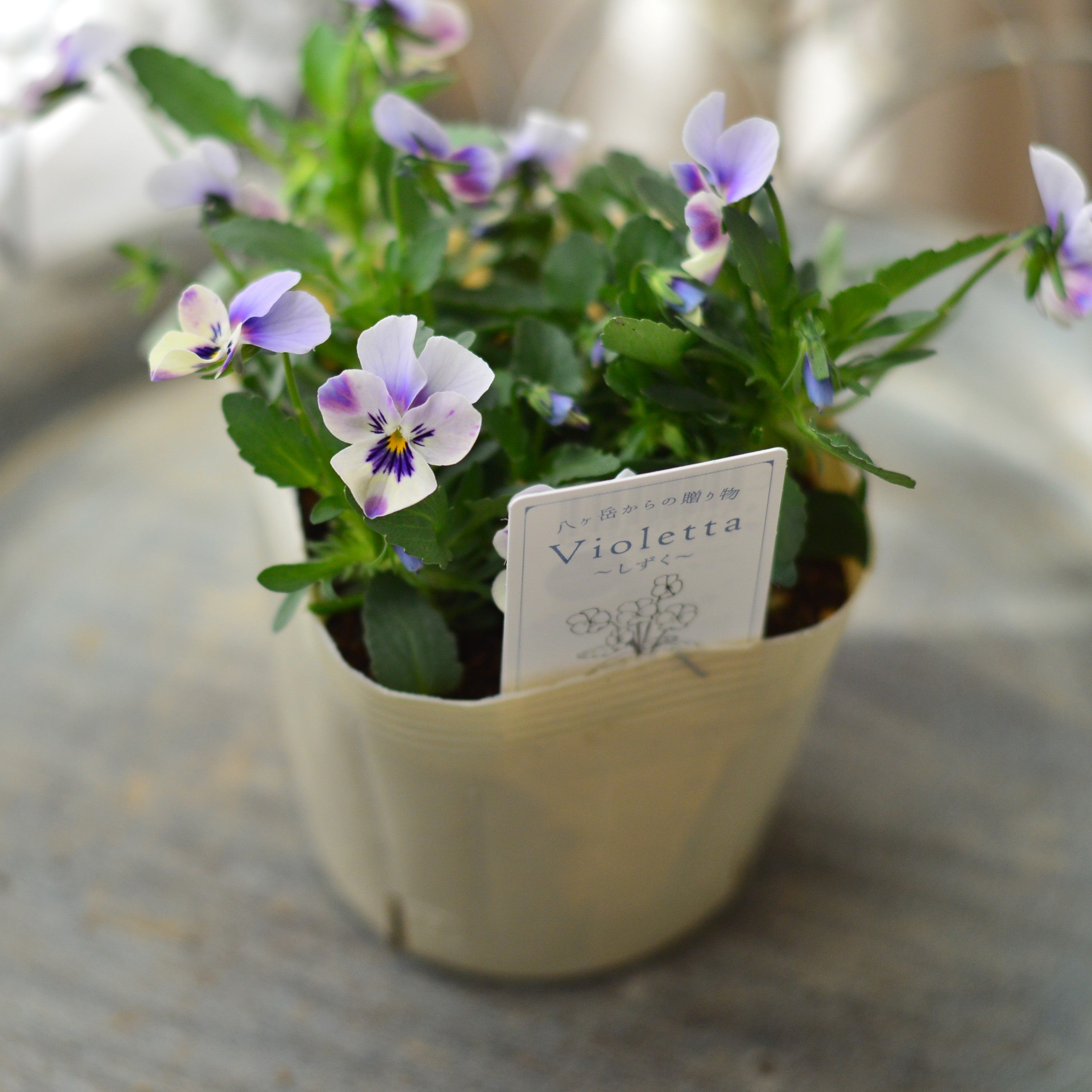 【VEGIHANA FARMさん】 小輪ビオラ　『ビオレッタ・しずく　C』　　3.5寸POT