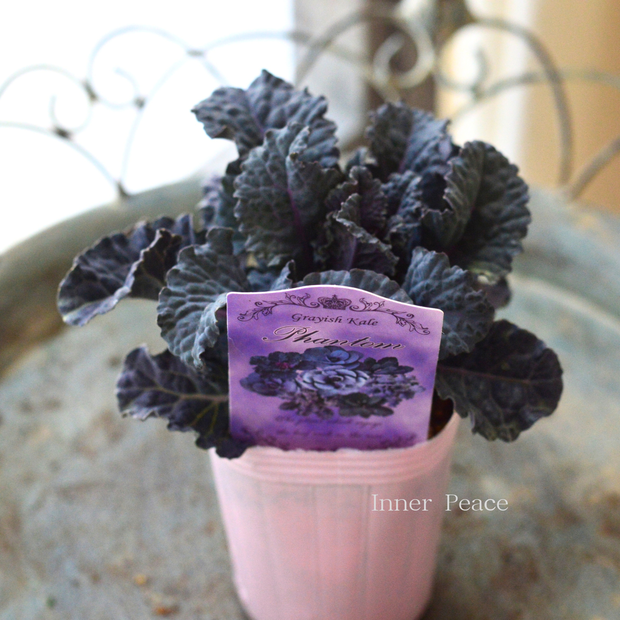 【k-plantsさん】 グレイッシュケール　『ファントム・C』   2寸POT