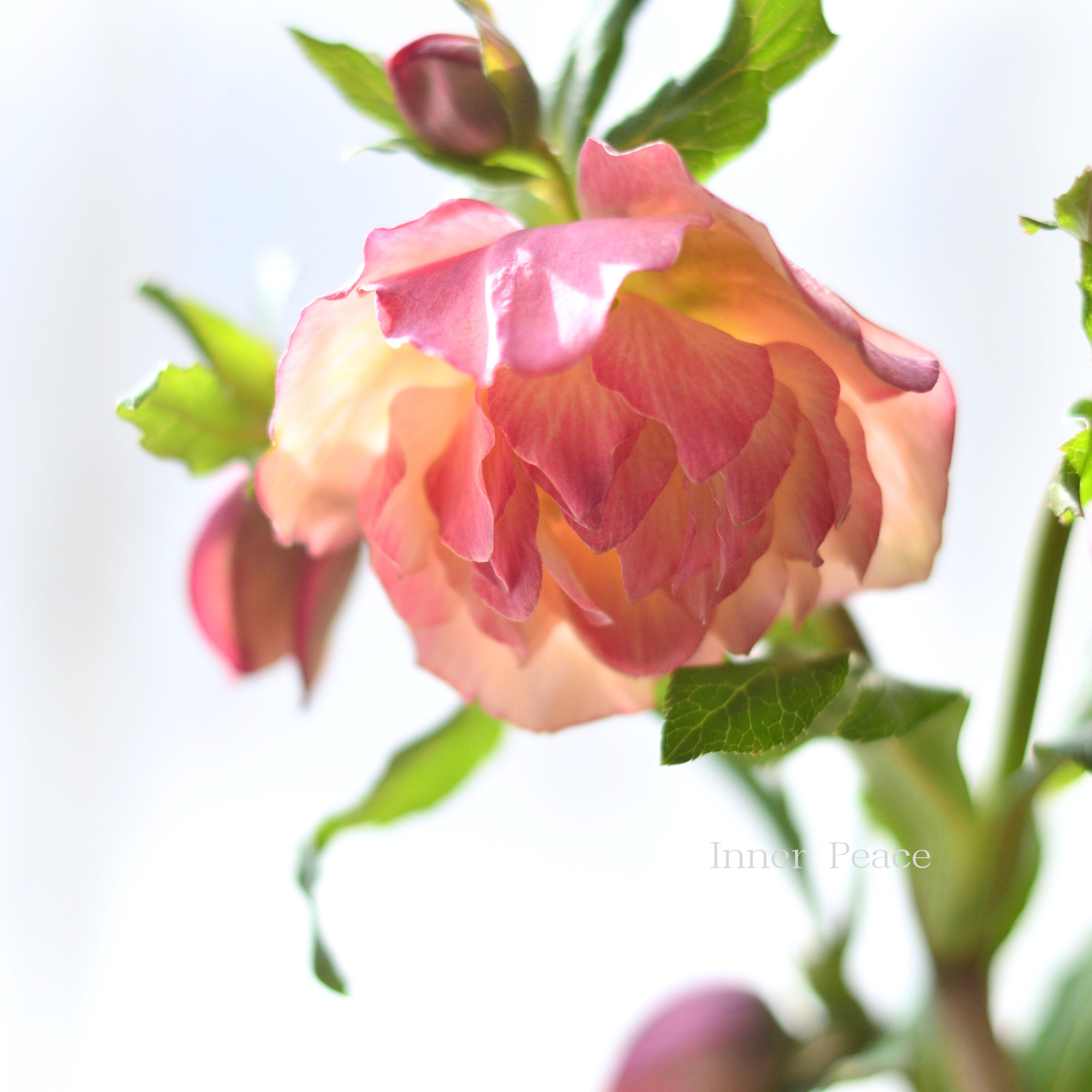 【杉光園芸さん】  クリスマスローズ 『多弁タイプ・C』　　４号ＰＯＴ