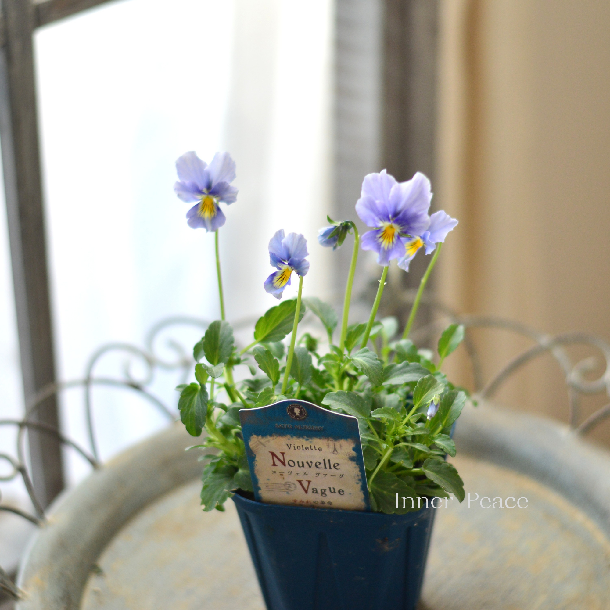 【サトウ園芸さん】 ビオラ 『ヌーベルヴァーグ～すみれの革命～　C』　　3.5寸硬質POT