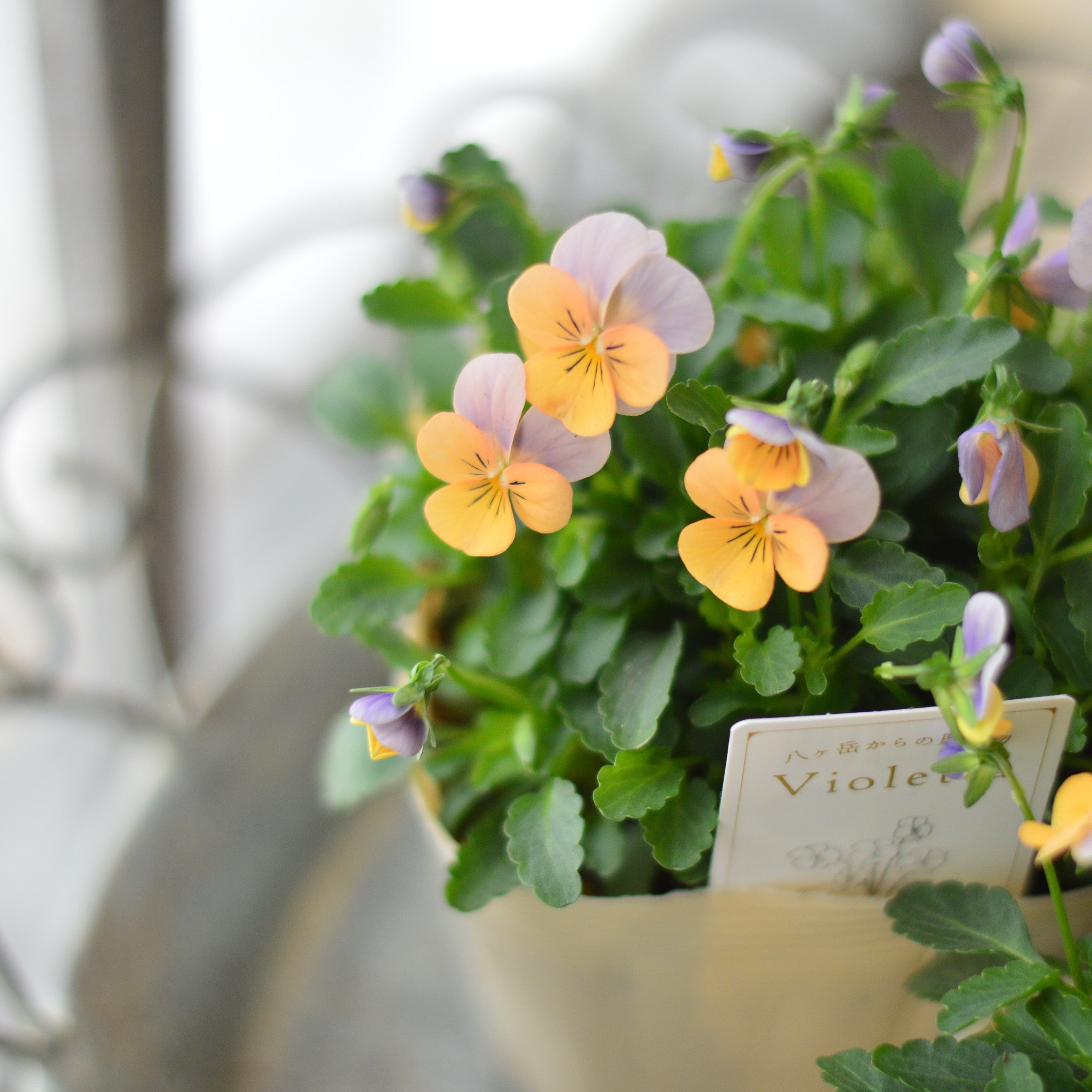 【かわいい】 小輪ビオラ　『ビオレッタ・D』　3.5寸POT