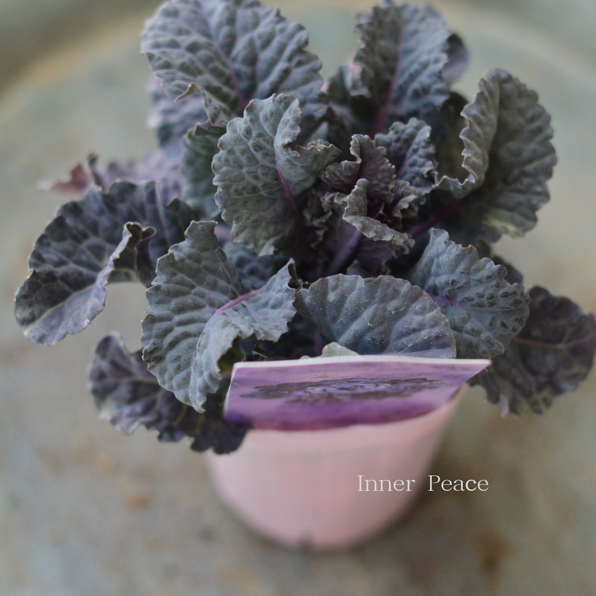 【k-plantsさん】 グレイッシュケール　『ファントム・C』   2寸POT