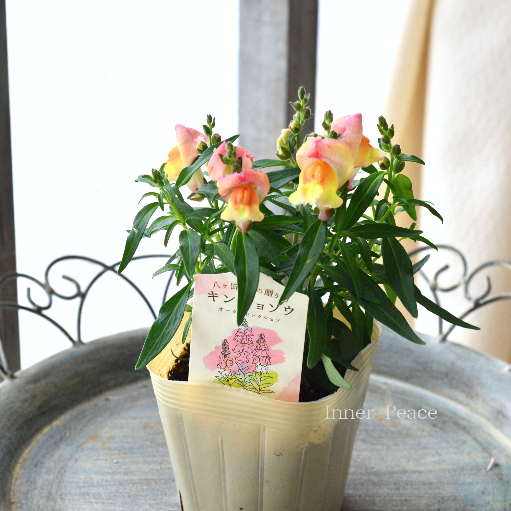 【かわいい】 キンギョソウ　『オータムセレクション　C』　　3.5寸POT