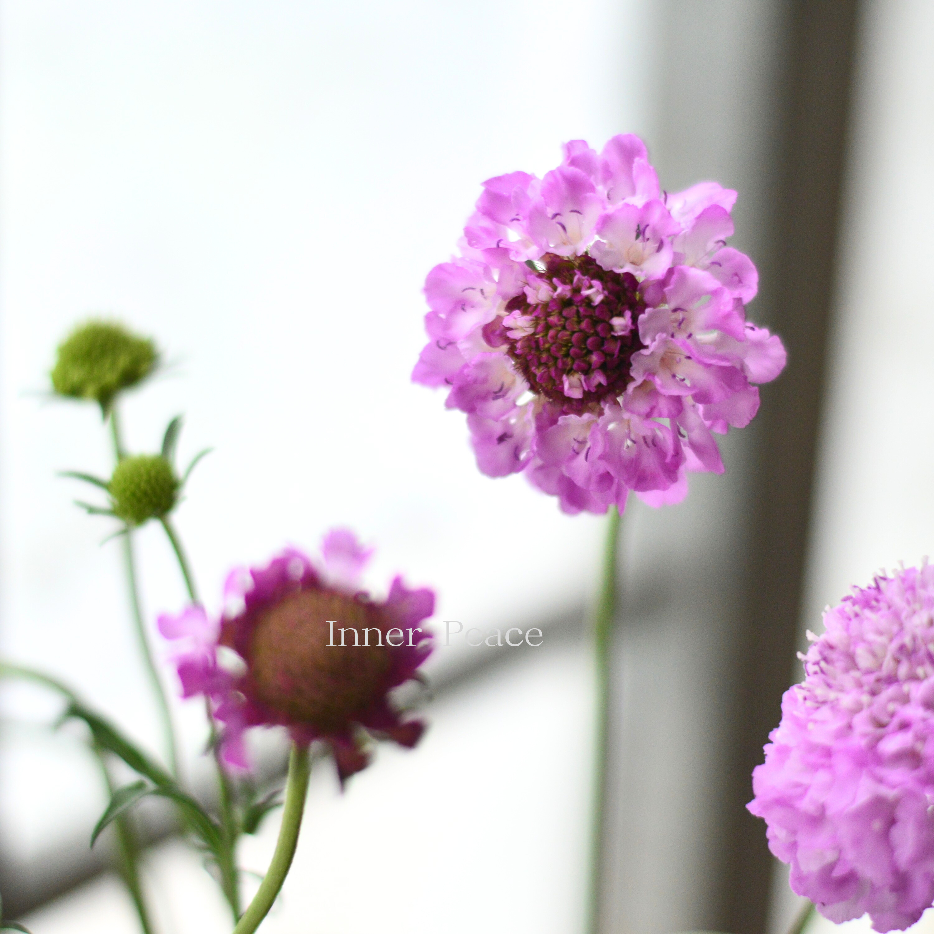 【人気】 スカビオサ　『スクープ　花色C』　3.5寸ロングPOT