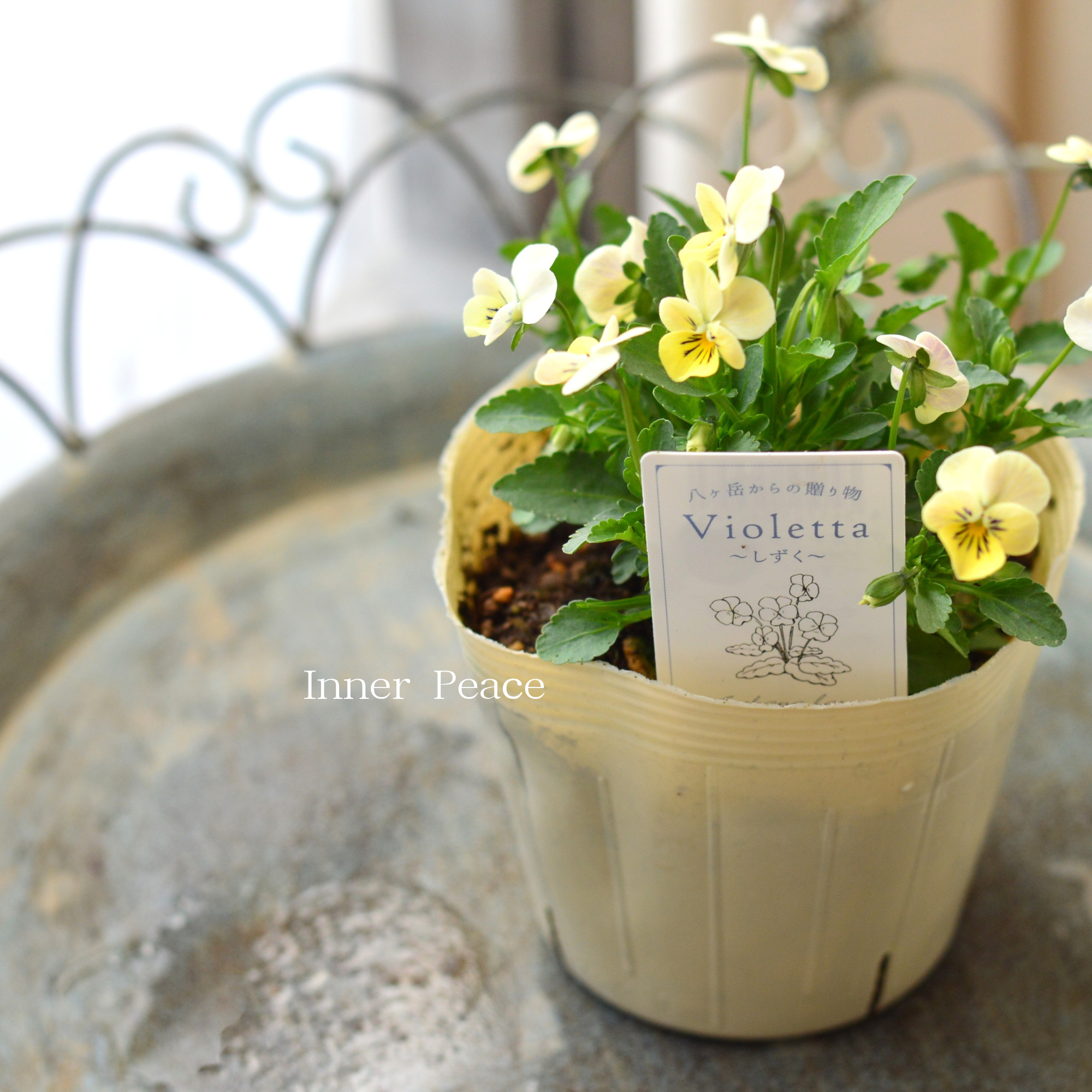 VEGIHANA FARMさん】 小輪ビオラ 『ビオレッタ・しずく C』 3.5寸POT