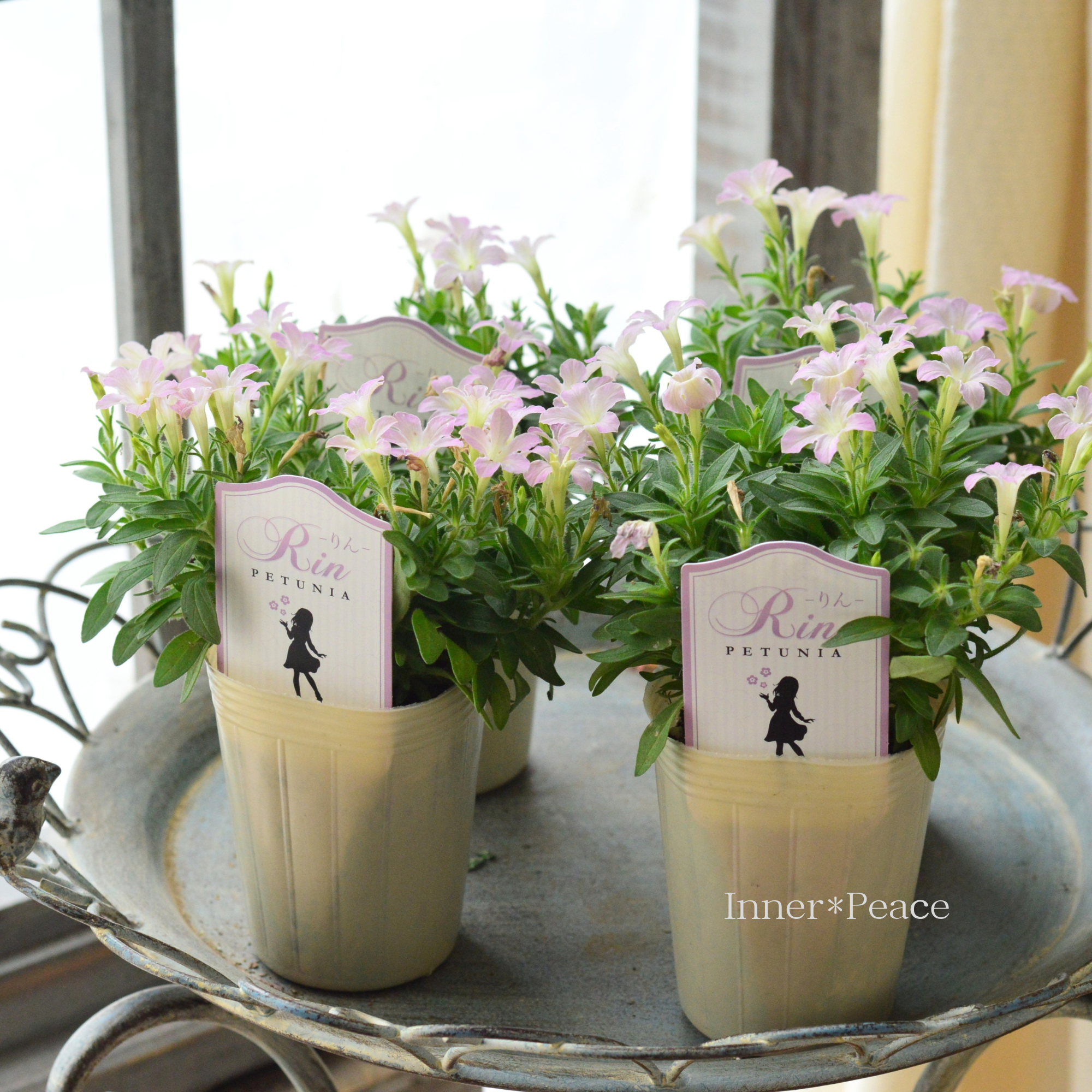 【おしゃれ】 ペチュニア 『りん　C』　 　2.5寸ロングPOT