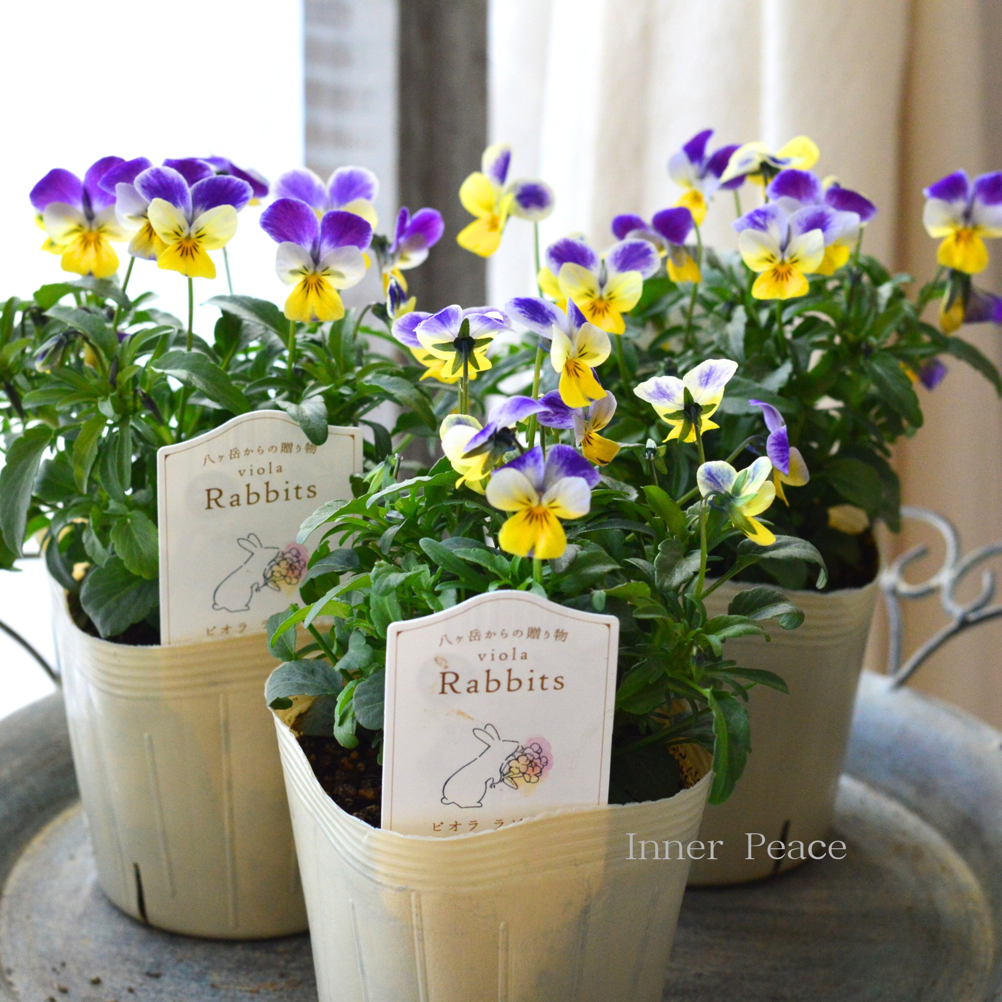 【VEGIHANA FARMさん】 ビオラ　『ラビッツ・D』　　3.5寸POT