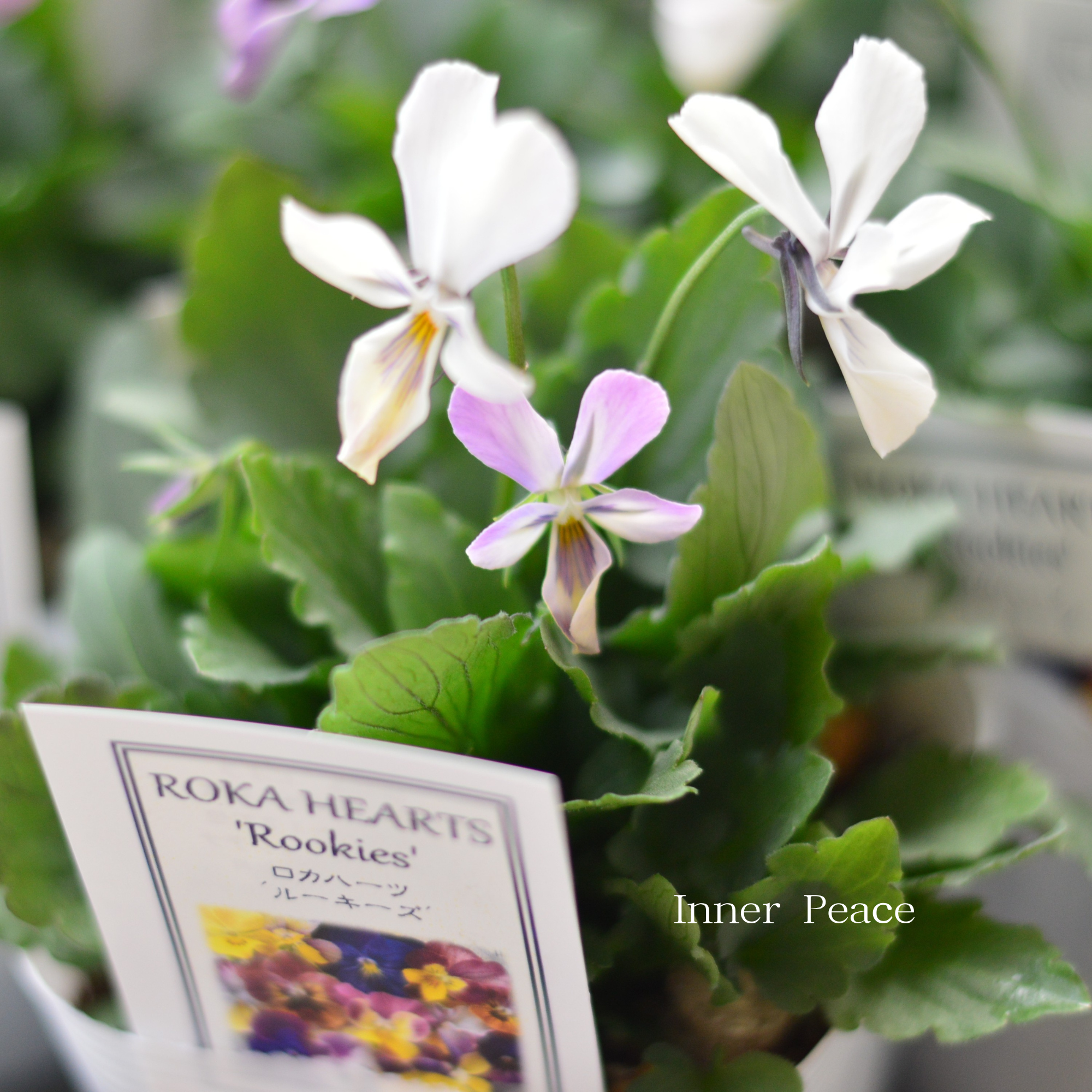 【美しい】 ビオラ　ロカハーツ　『ルーキーズ・D』　　3.5寸POT