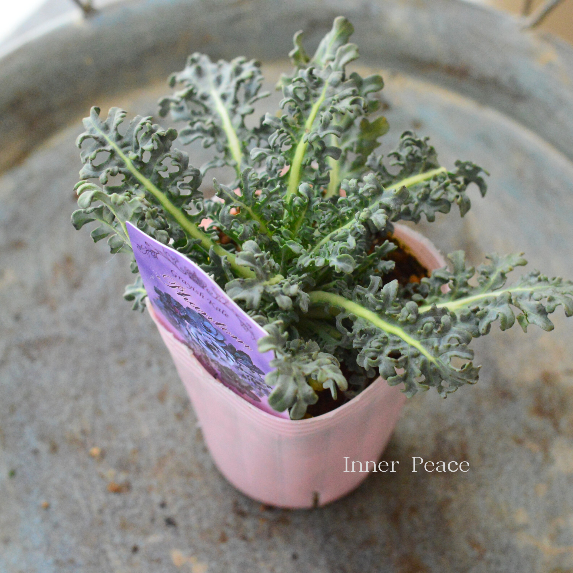 【k-plantsさん】 グレイッシュケール　『ファントム・D』   2寸POT