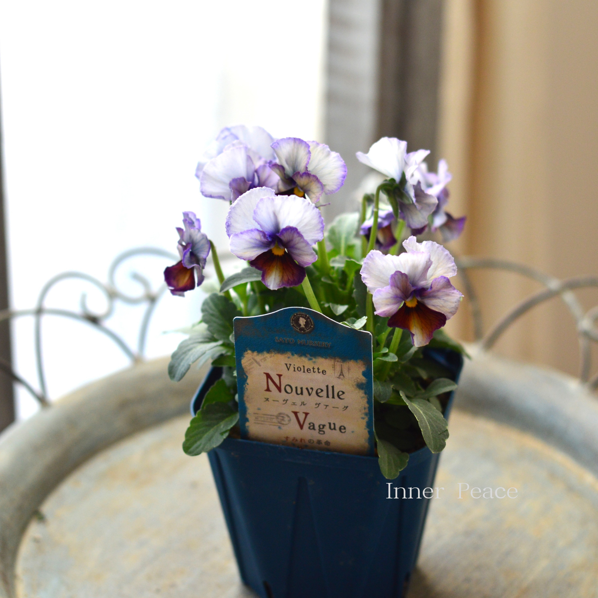 【サトウ園芸さん】 ビオラ 『ヌーベルヴァーグ～すみれの革命～　D』　　3.5寸硬質POT