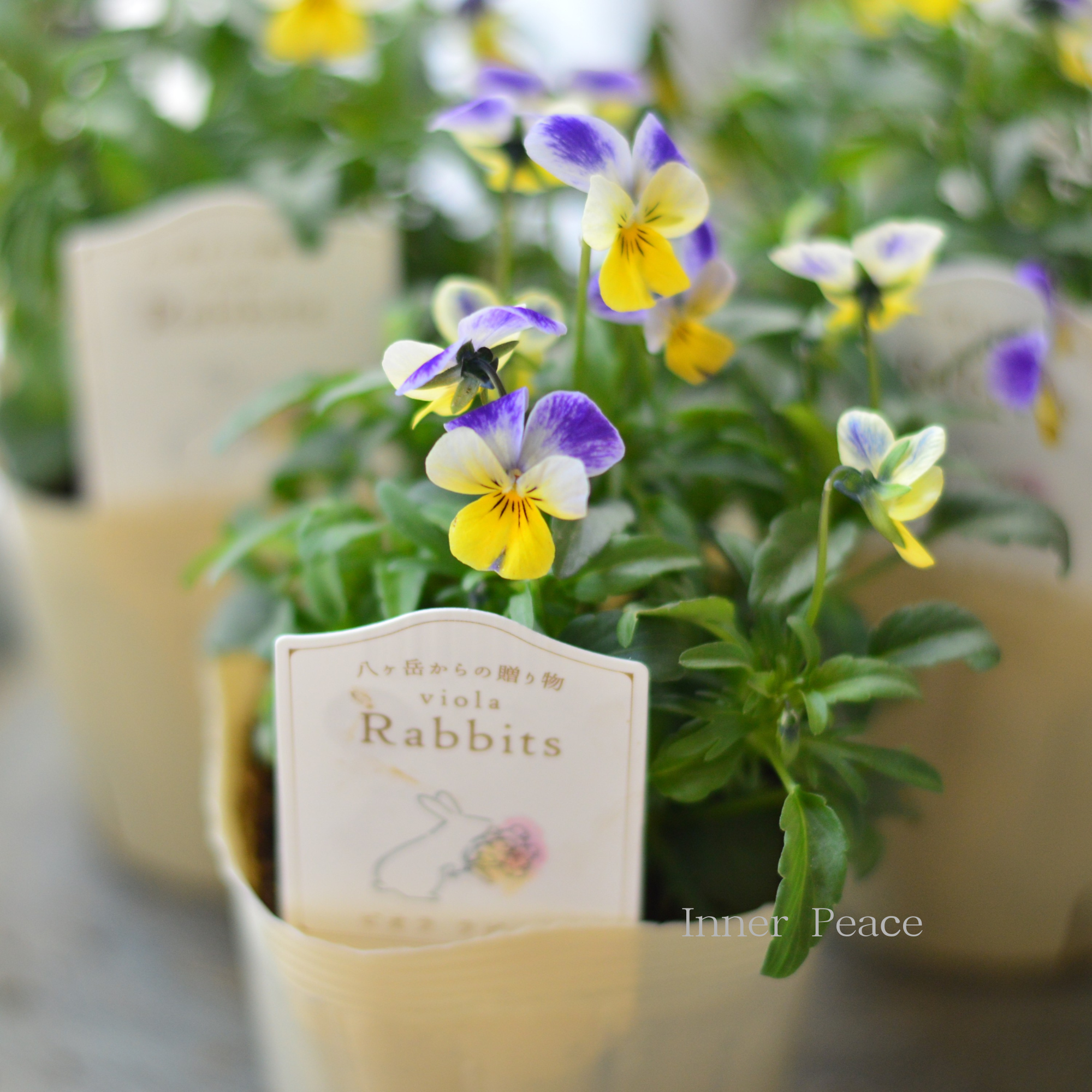 【VEGIHANA FARMさん】 ビオラ　『ラビッツ・D』　　3.5寸POT