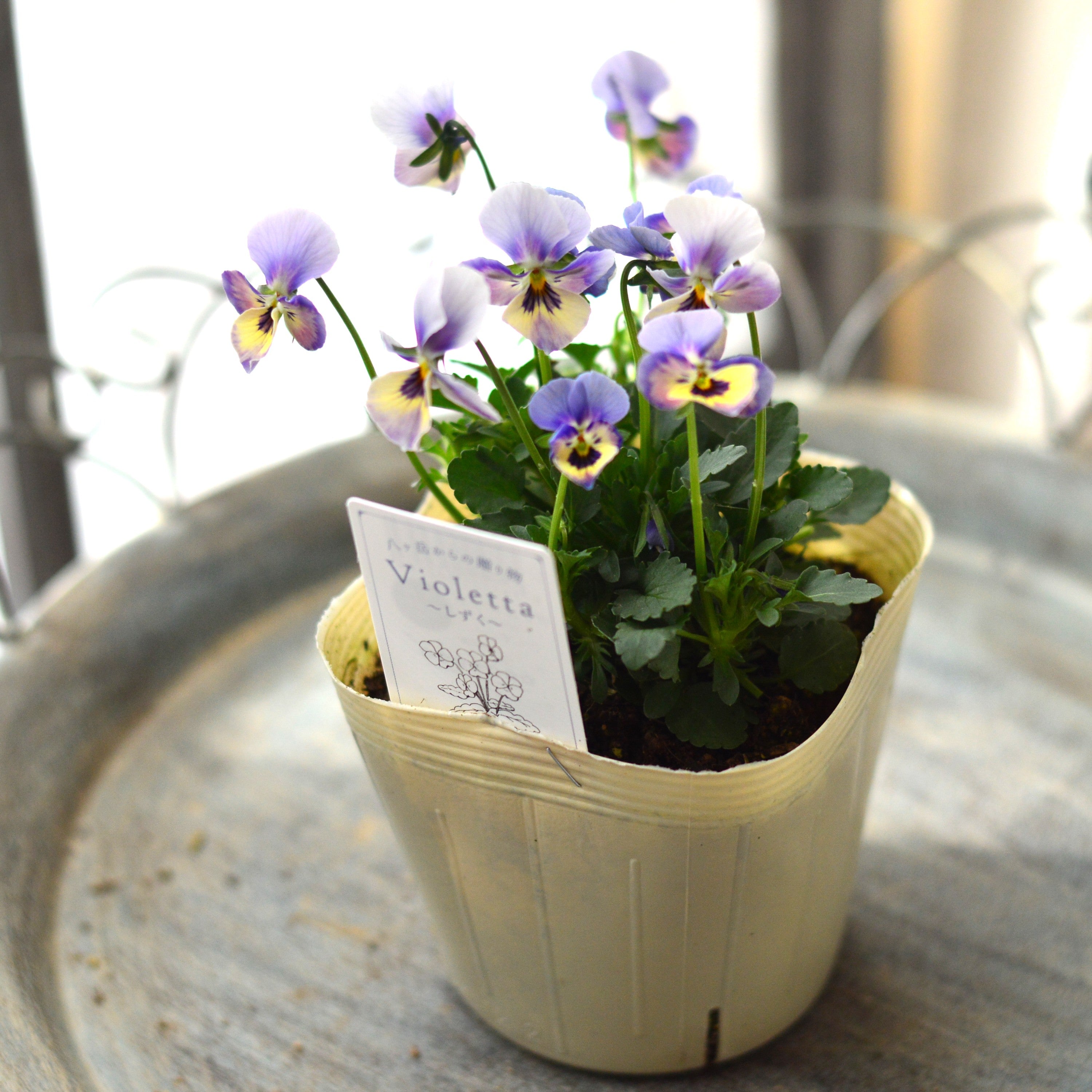 【VEGIHANA FARMさん】 小輪ビオラ　『ビオレッタ・しずく　G』　　3.5寸POT