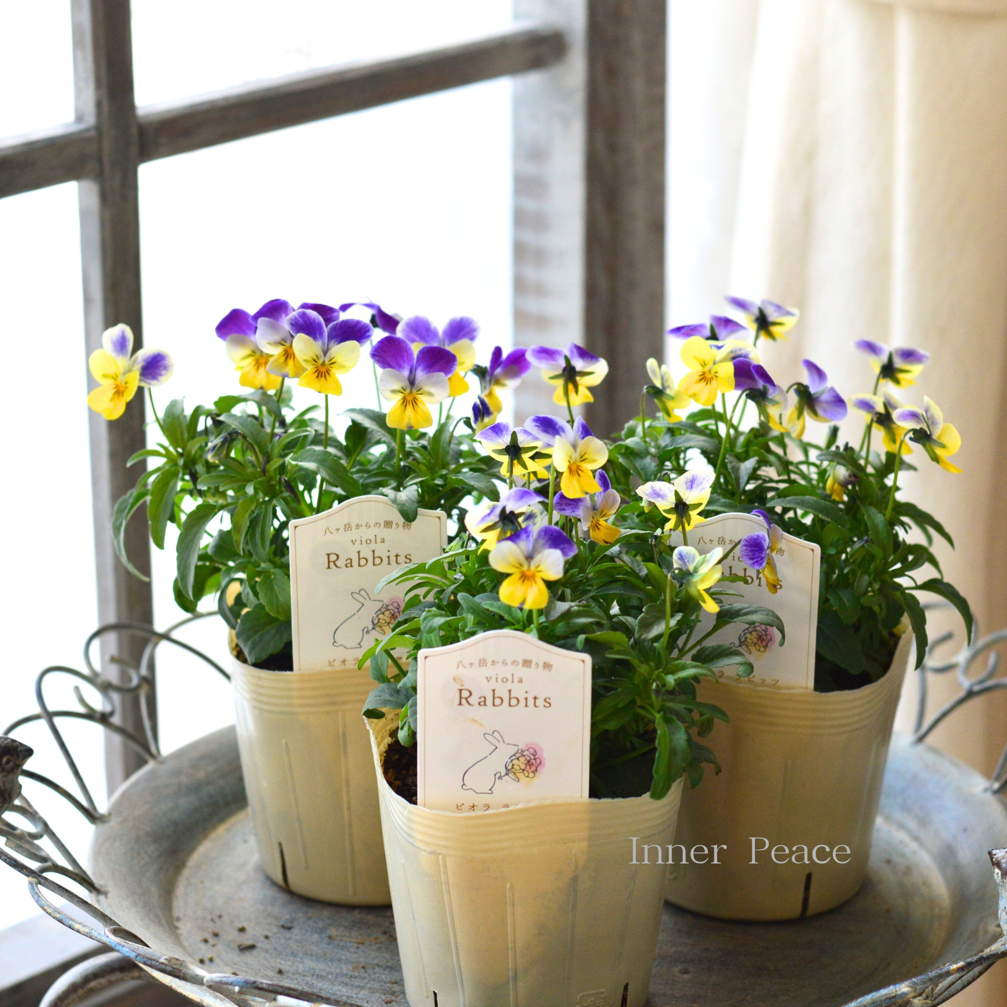 【VEGIHANA FARMさん】 ビオラ　『ラビッツ・D』　　3.5寸POT