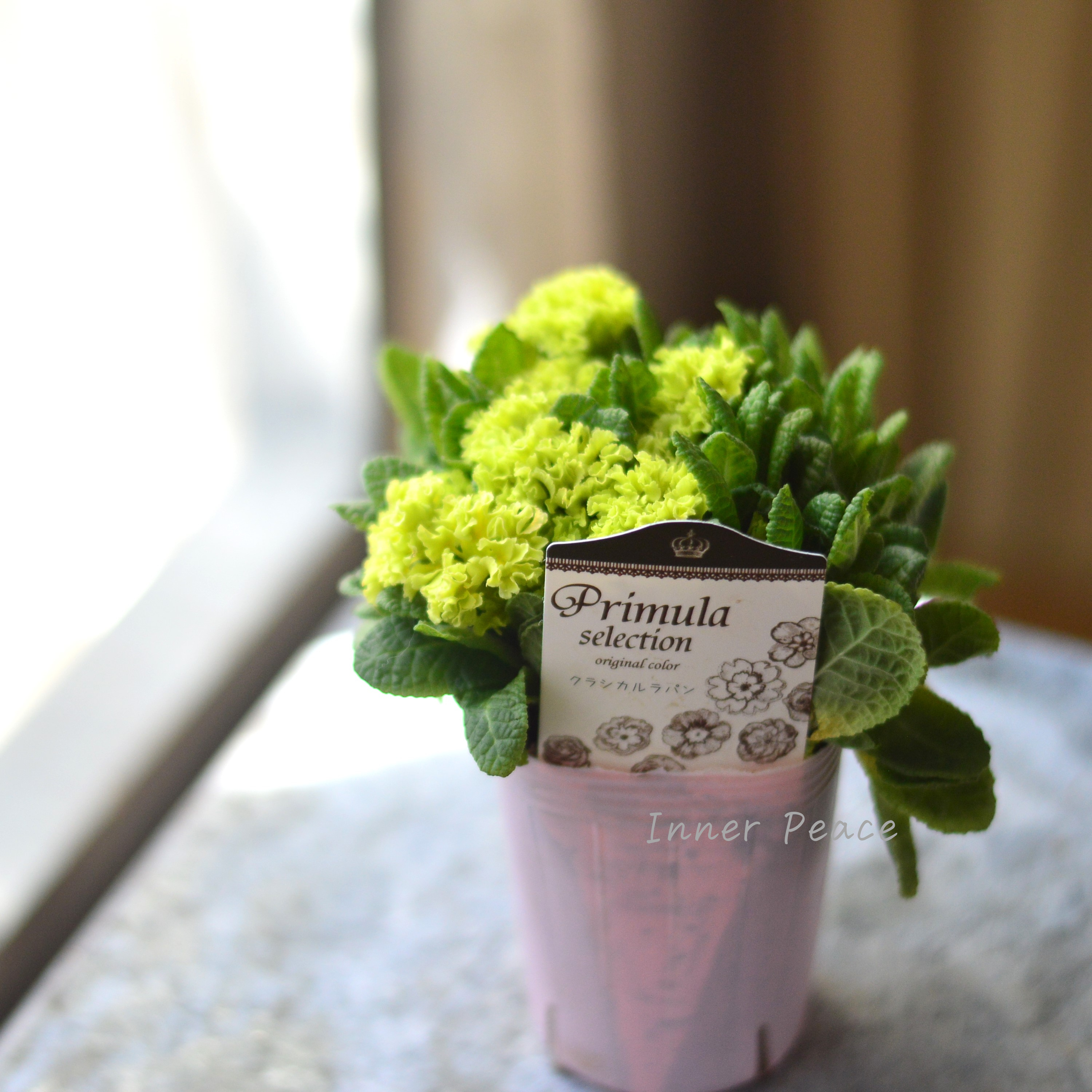 【k-plantsさん】 フリンジ咲き プリムラ 『クラシカルラパン・D』  　2.5寸ロングPOT