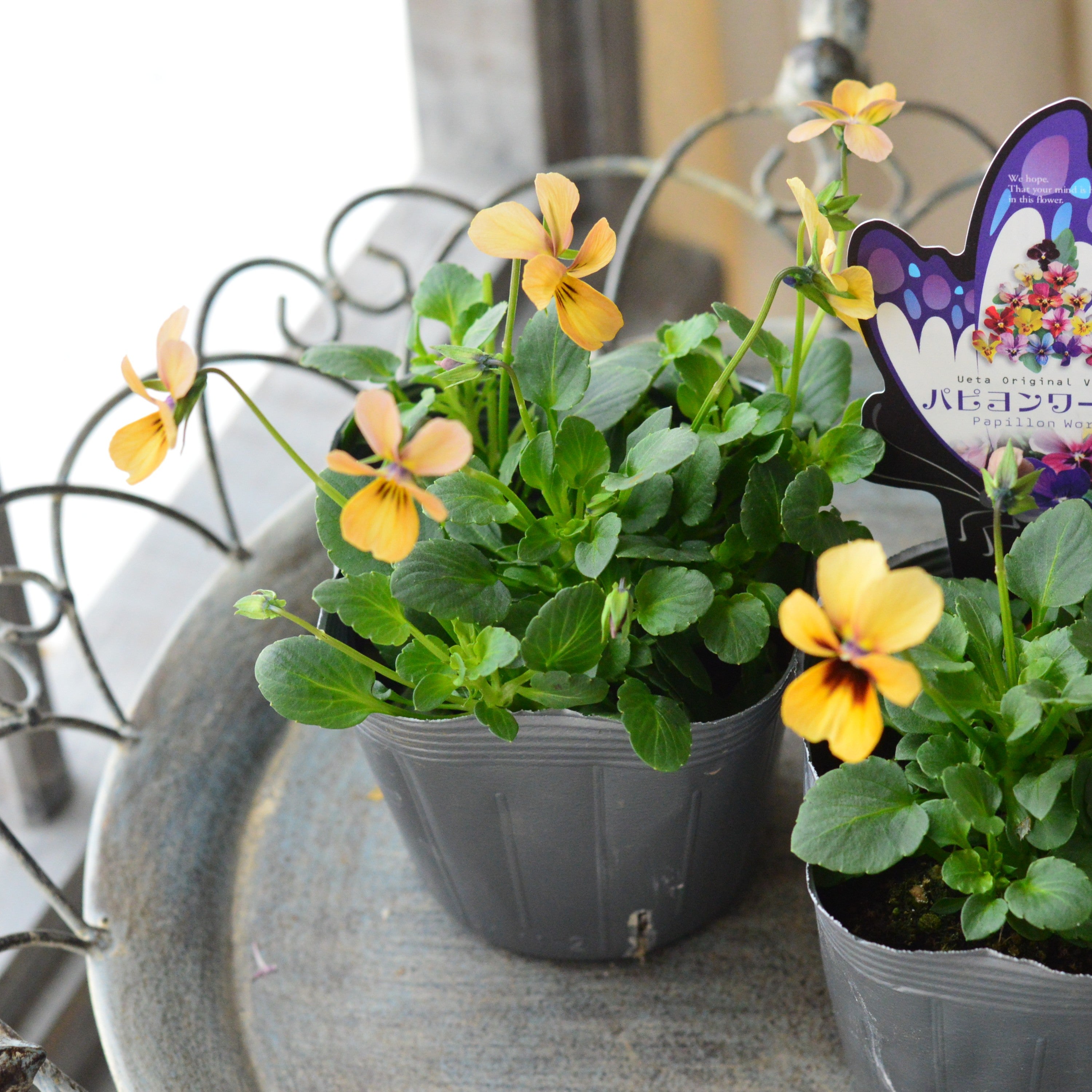 【うえたさん育種】 ビオラ 『パピヨンワールド・D』　3.5寸POT