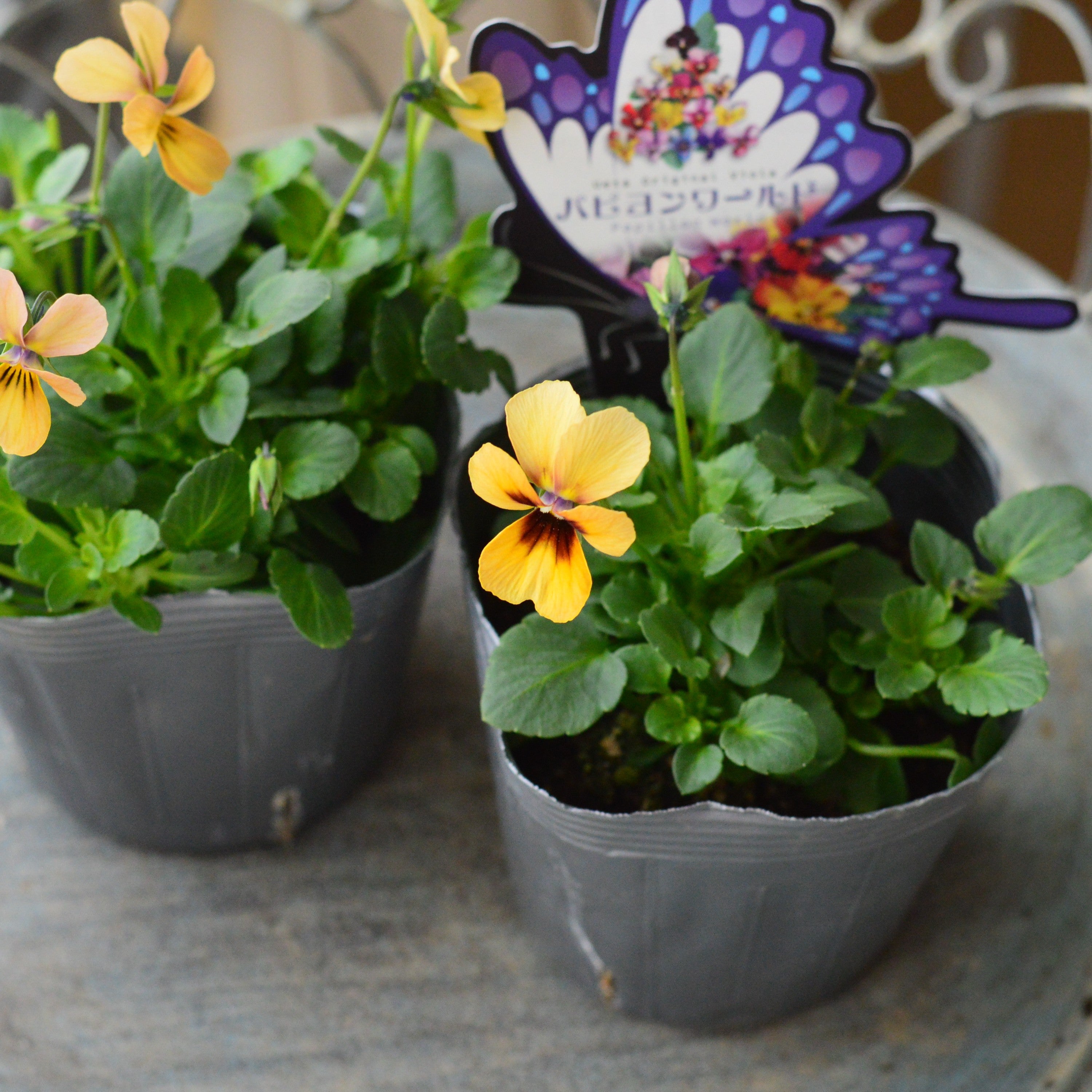 【うえたさん育種】 ビオラ 『パピヨンワールド・D』　3.5寸POT