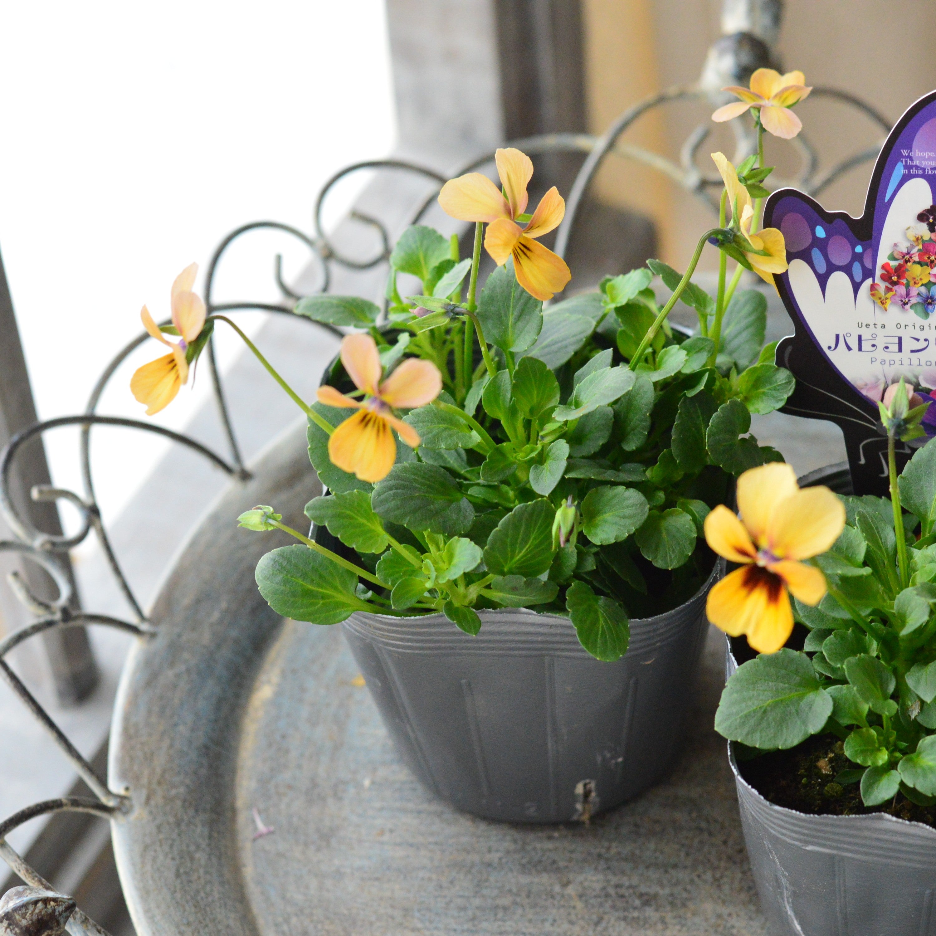 【うえたさん育種】 ビオラ 『パピヨンワールド・D』　3.5寸POT