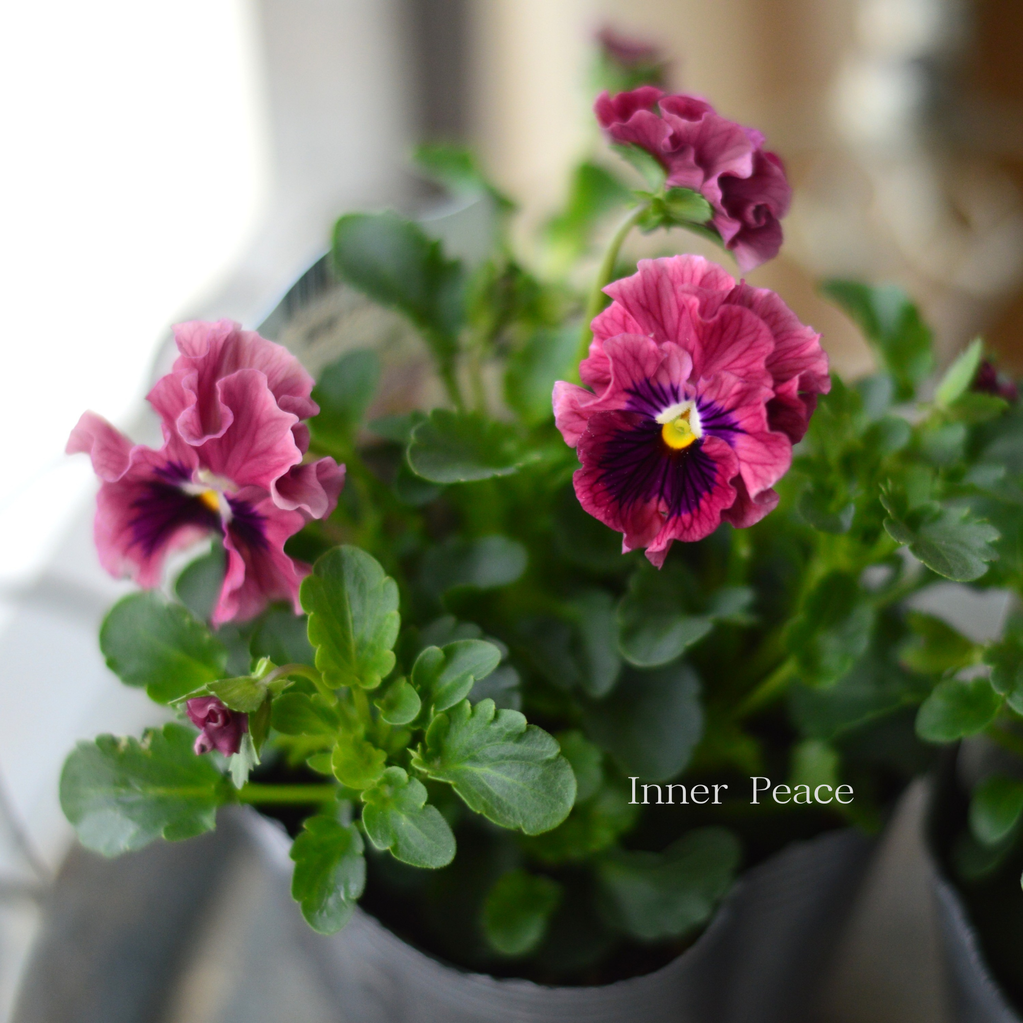 【うえたさん育種】 ミニパンジー　『天の羽衣・濃いピンク』　3.5寸POT