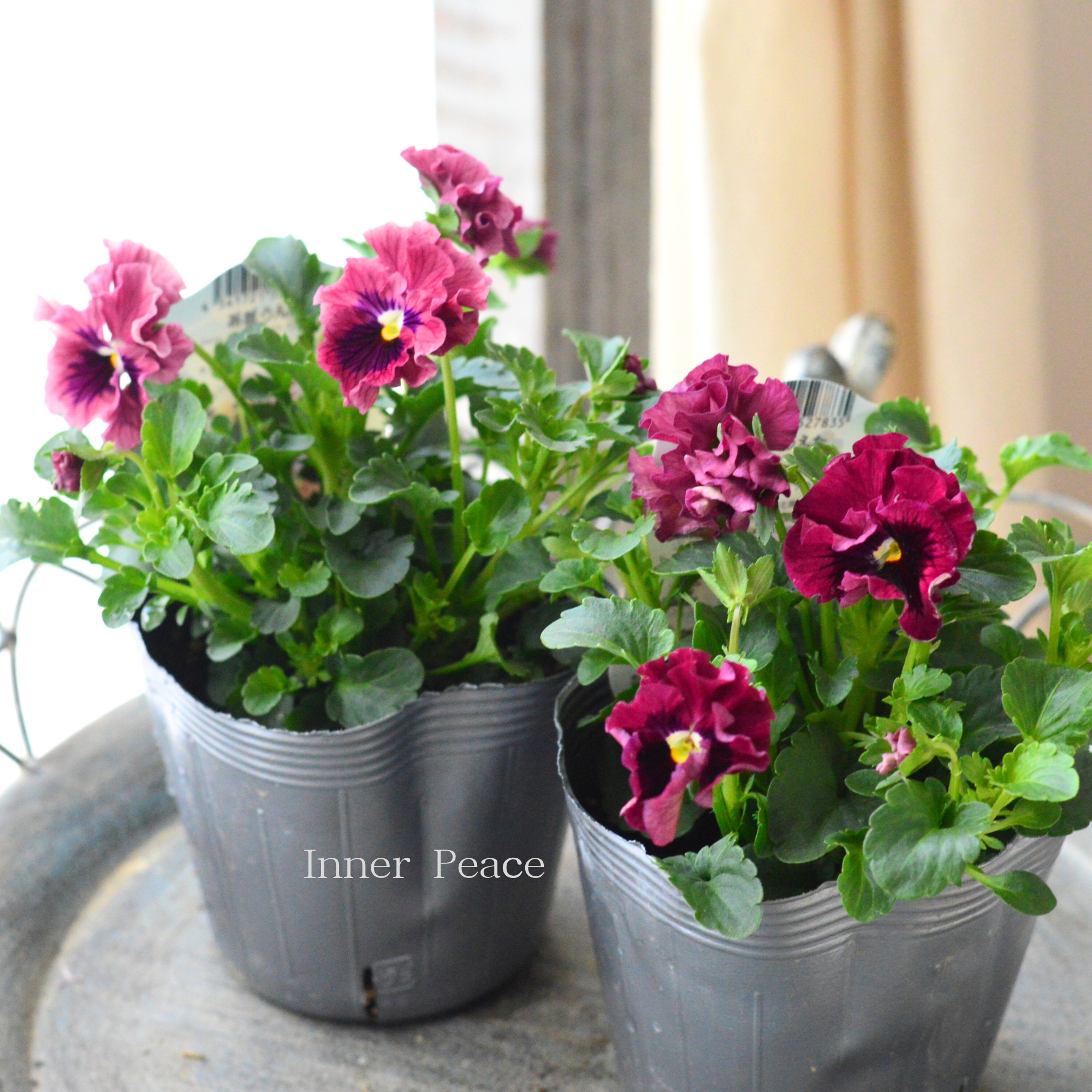 【うえたさん育種】 ミニパンジー　『天の羽衣・濃いピンク』　3.5寸POT