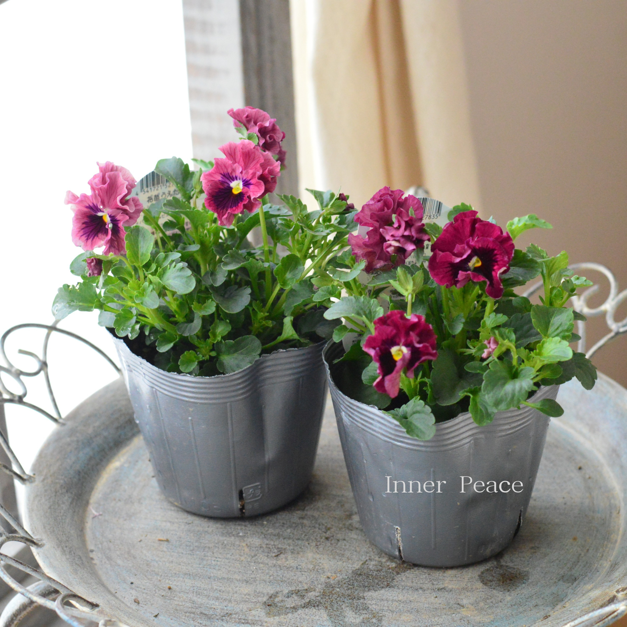 【うえたさん育種】 ミニパンジー　『天の羽衣・濃いピンク』　3.5寸POT