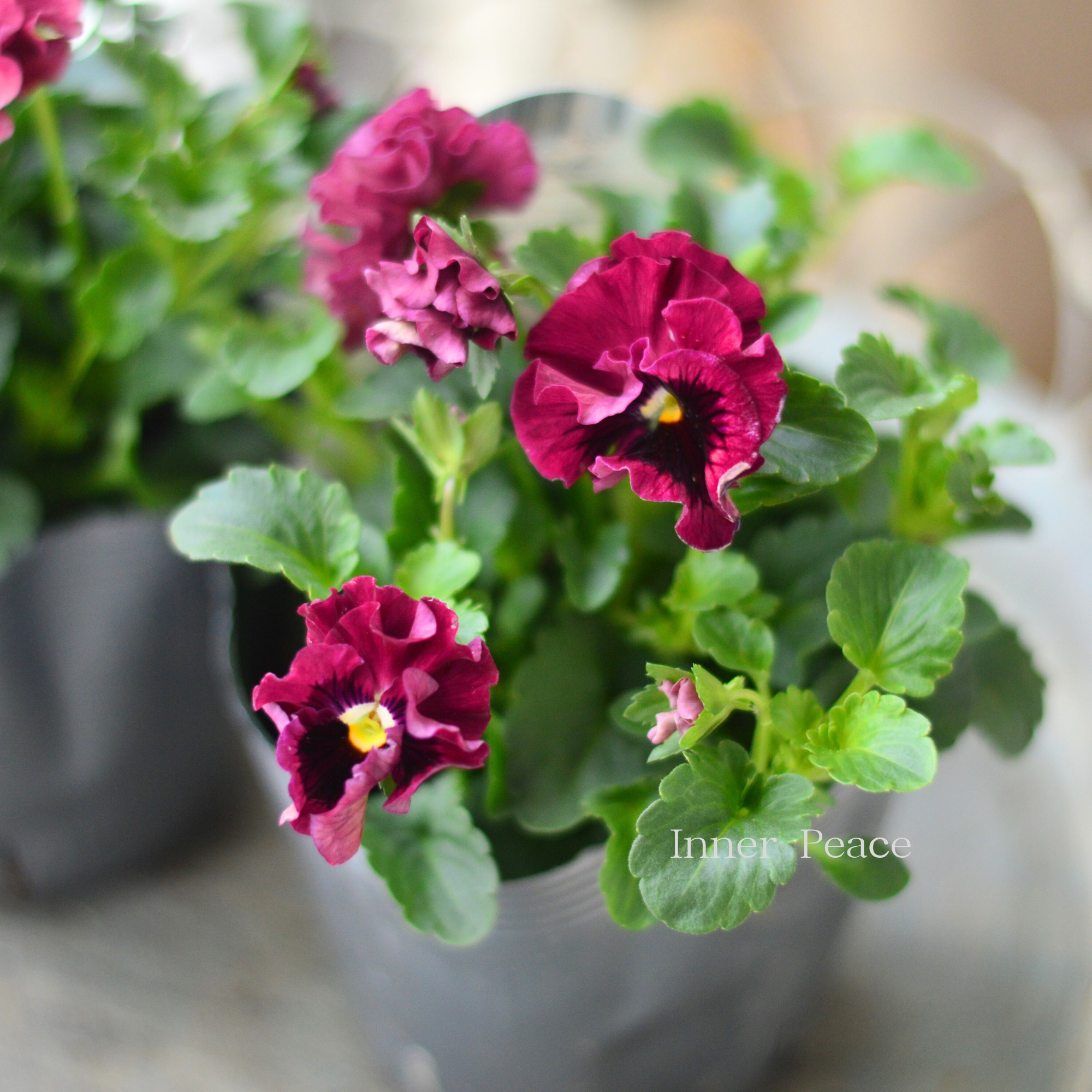 【うえたさん育種】 ミニパンジー　『天の羽衣・濃いピンク』　3.5寸POT