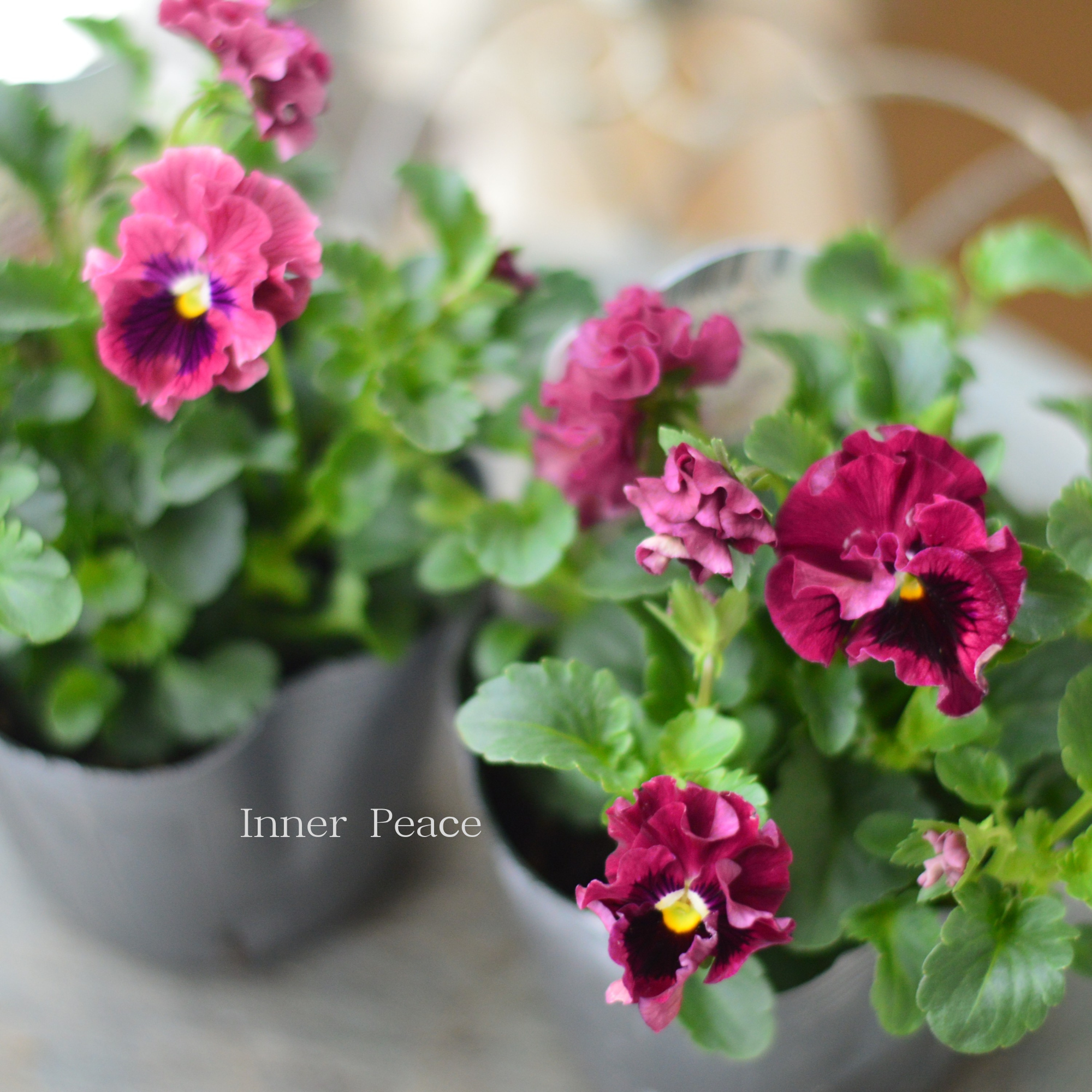 【うえたさん育種】 ミニパンジー　『天の羽衣・濃いピンク』　3.5寸POT