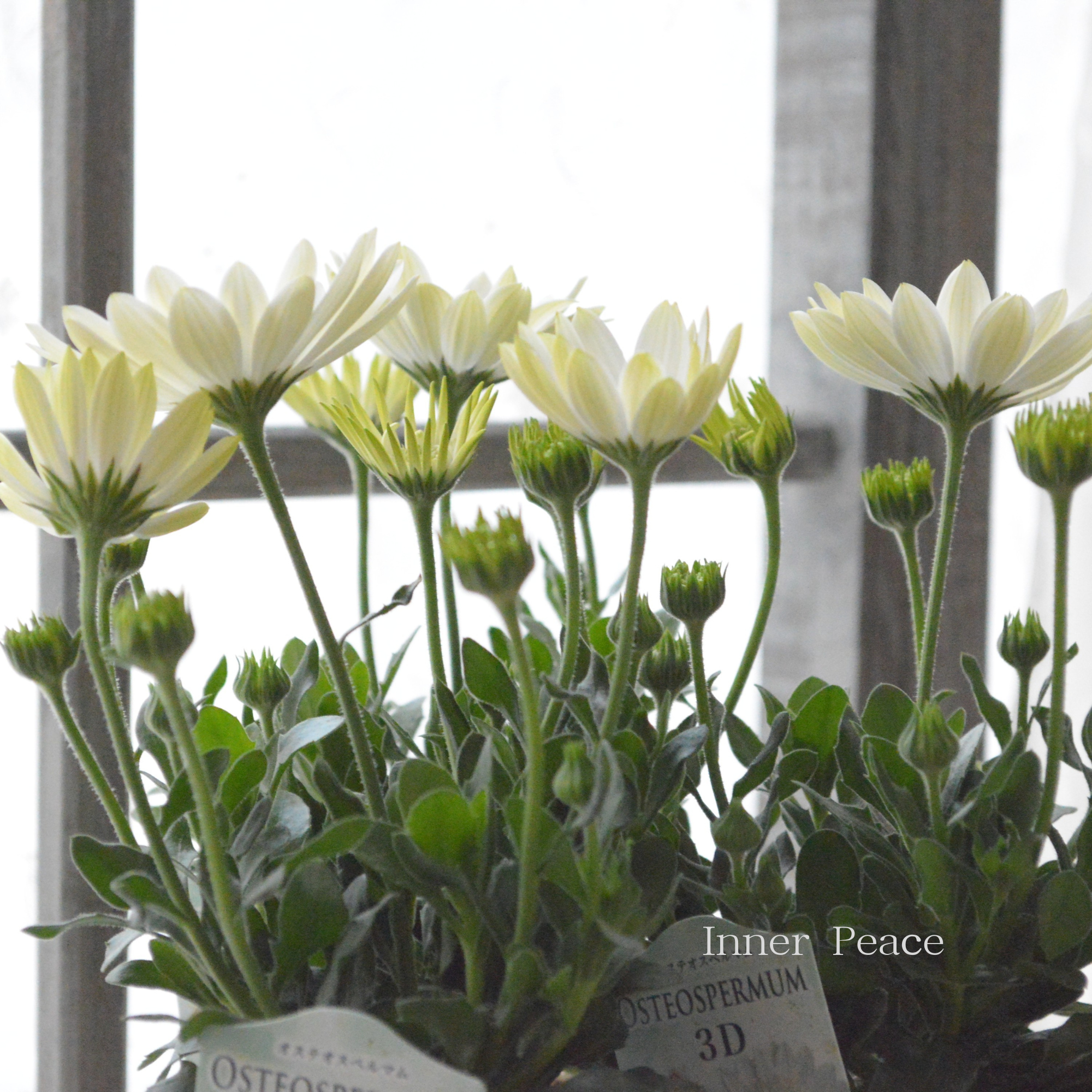 【美しい】 オステオスペルマム　『３D・ホワイト』   3.5寸POT