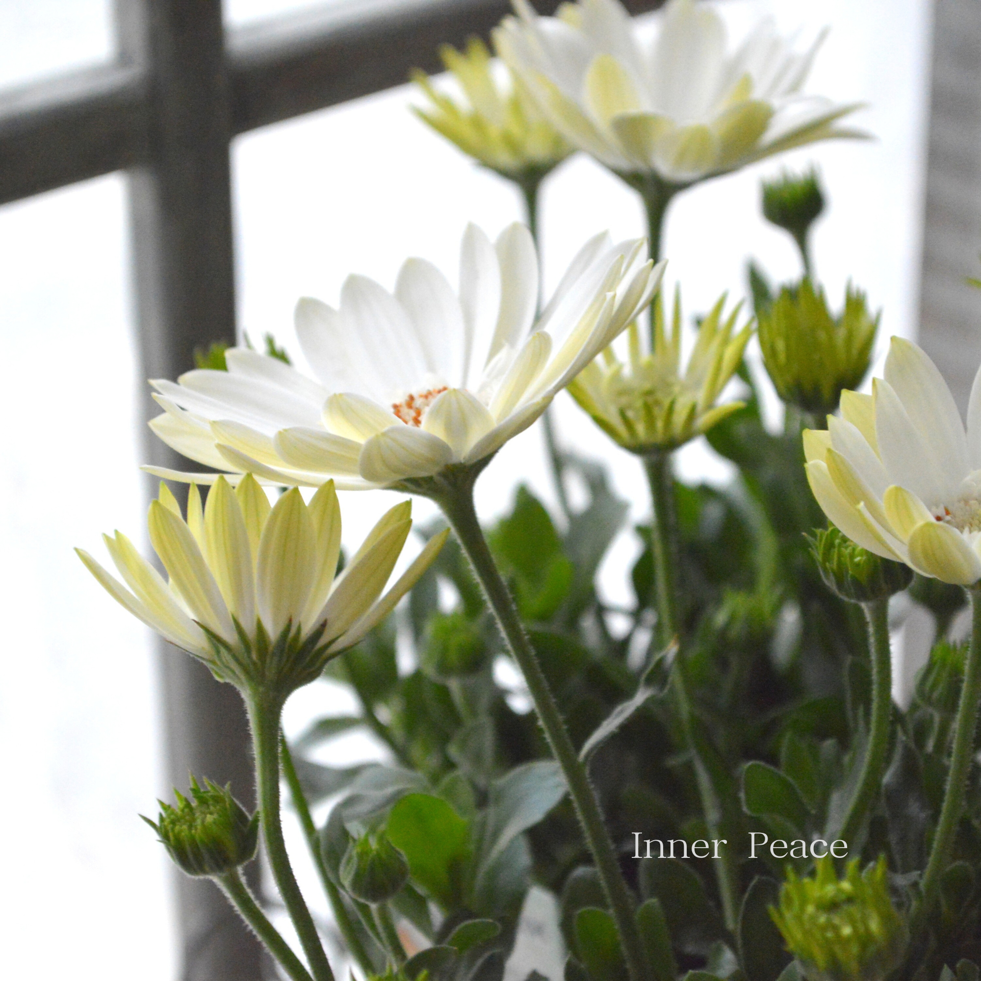 【美しい】 オステオスペルマム　『３D・ホワイト』   3.5寸POT