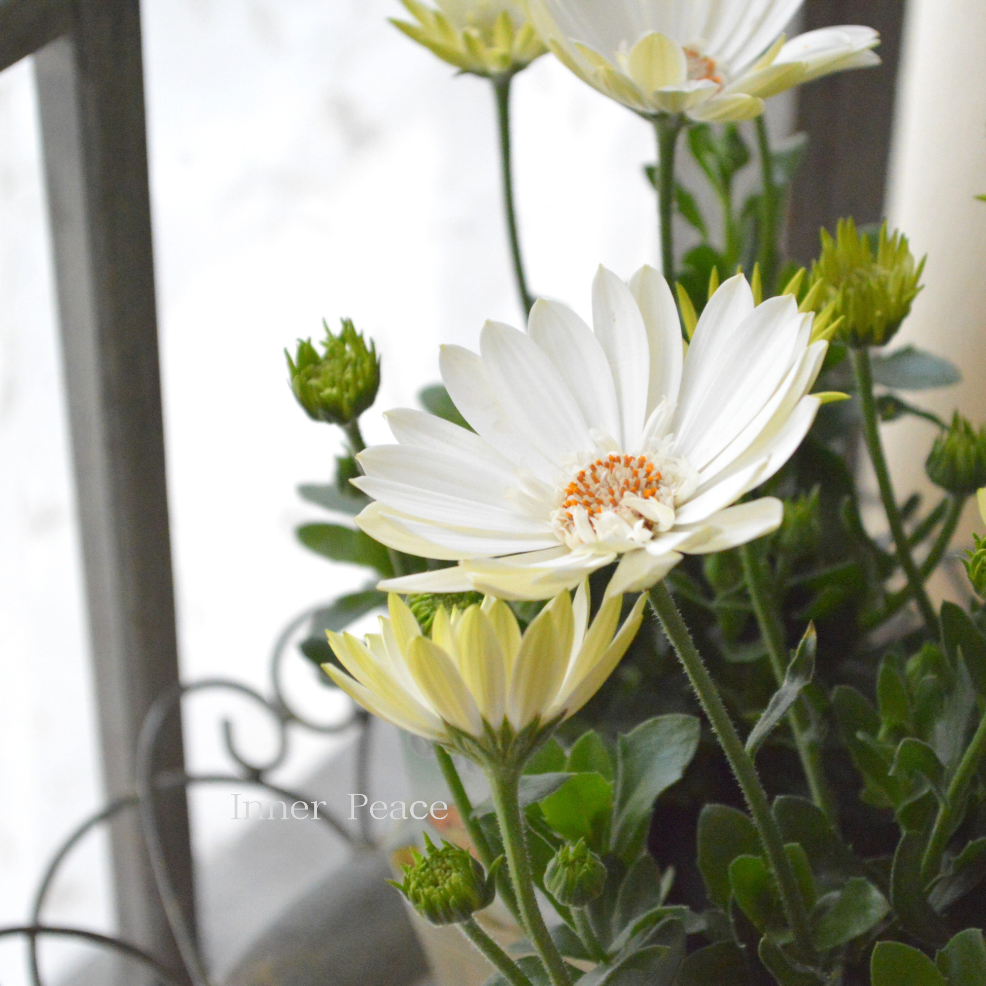 【美しい】 オステオスペルマム　『３D・ホワイト』   3.5寸POT