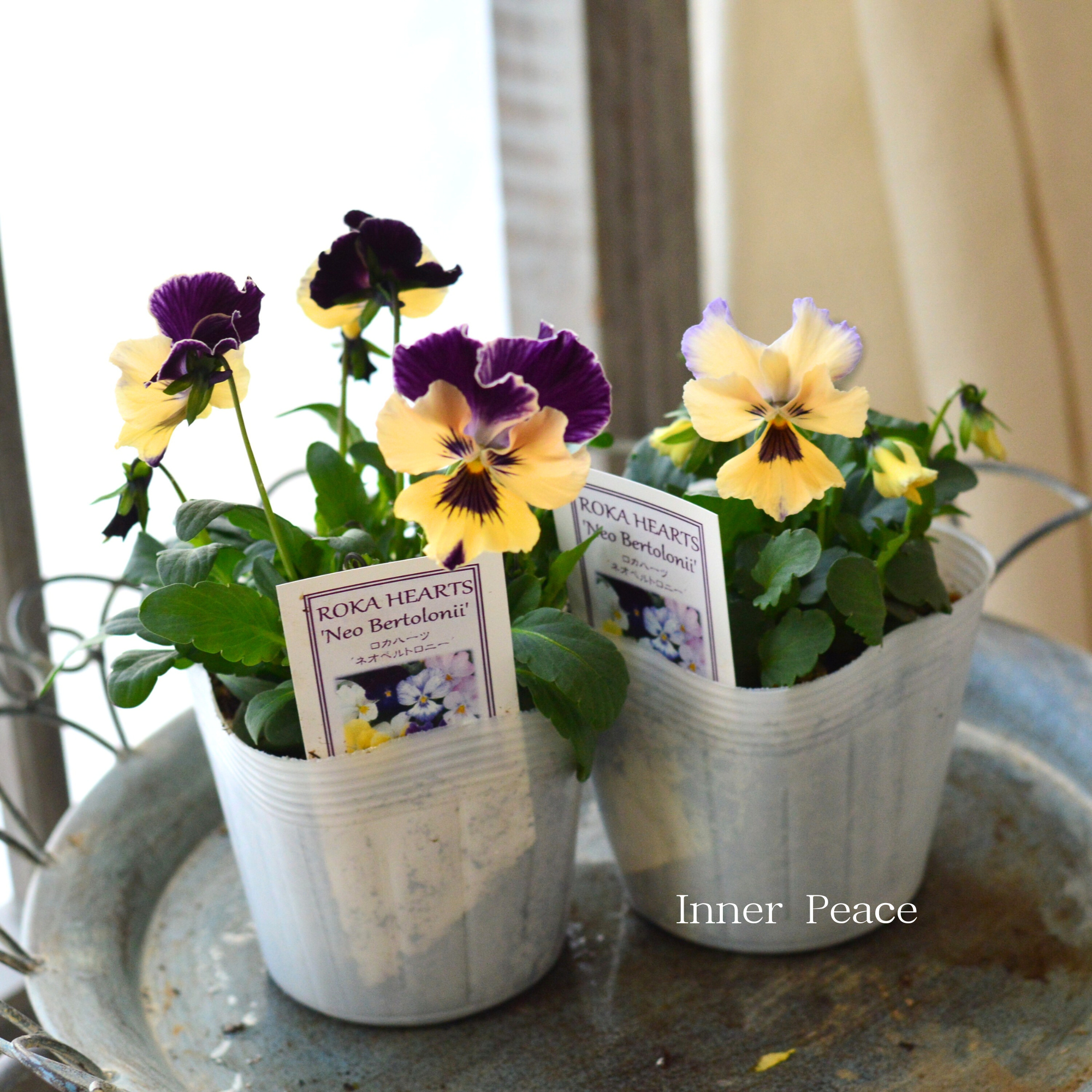 【美しい】 ビオラ　ロカハーツ　『ネオベルトロニー・D』　　3.5寸POT