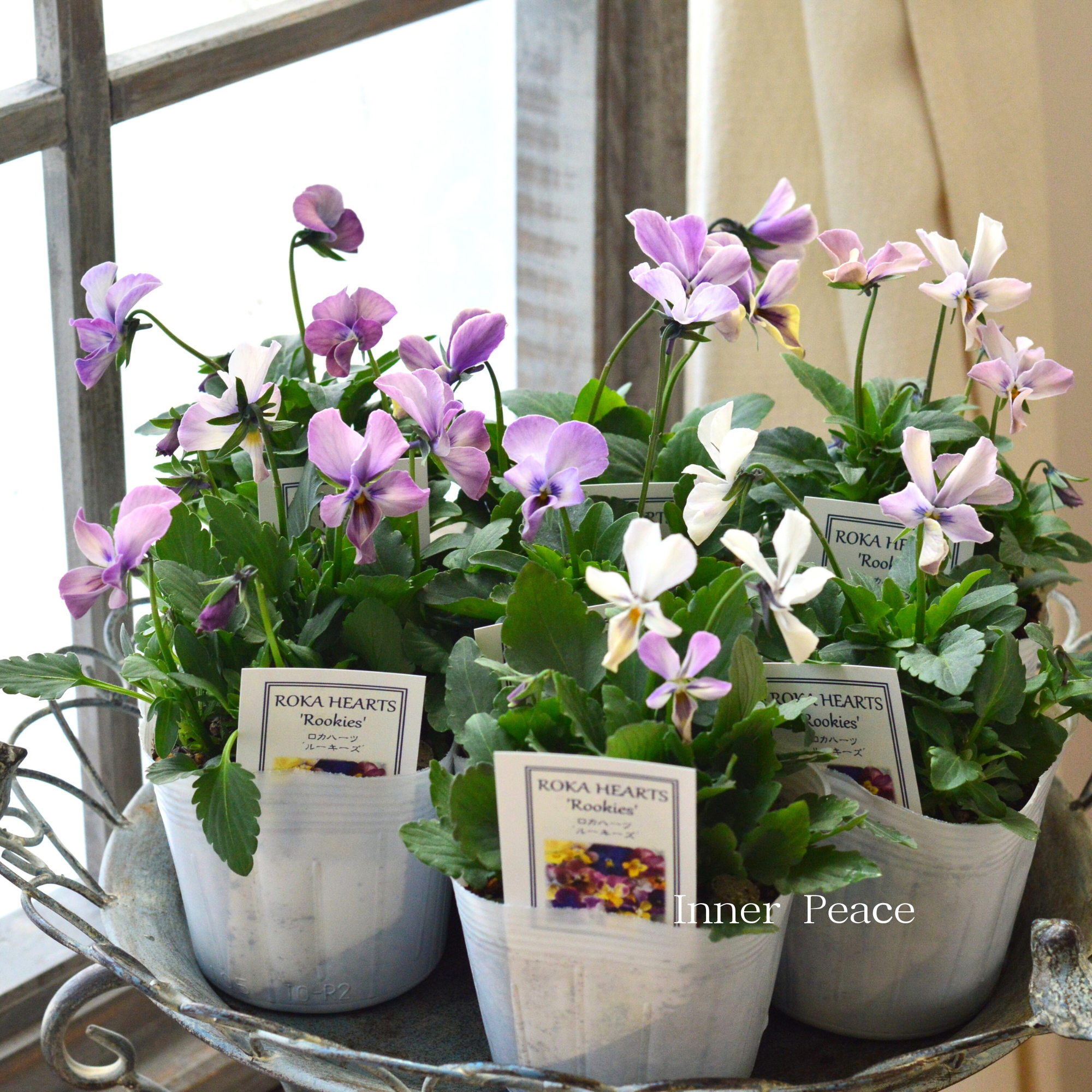 【美しい】 ビオラ　ロカハーツ　『ルーキーズ・D』　　3.5寸POT