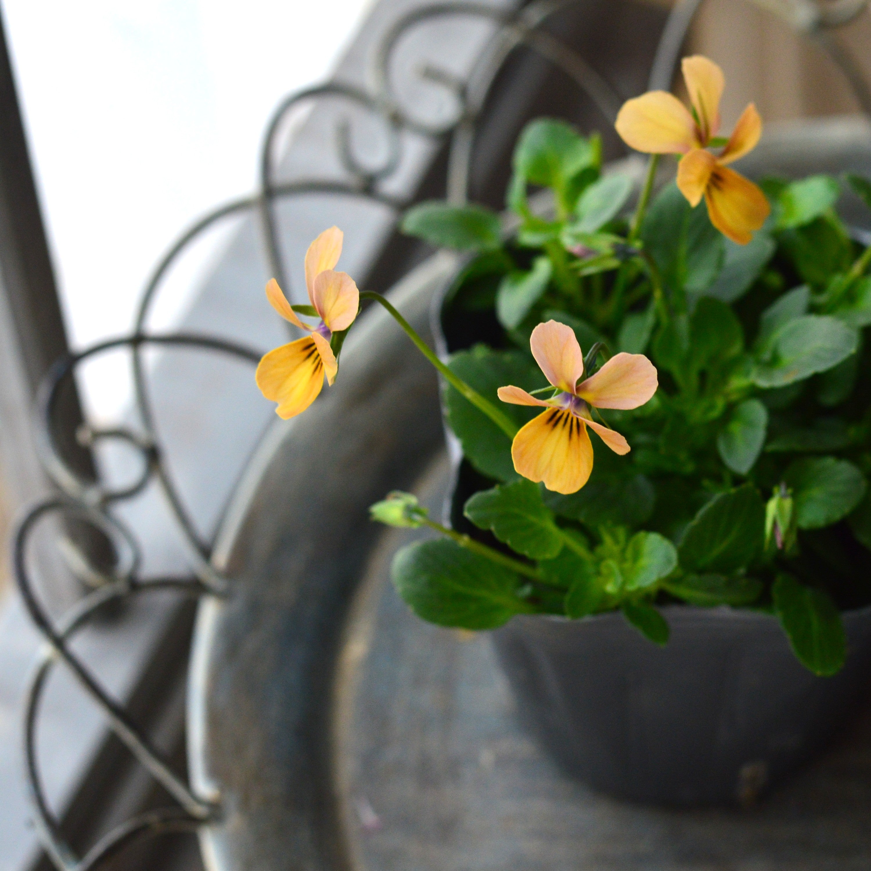 【うえたさん育種】 ビオラ 『パピヨンワールド・D』　3.5寸POT