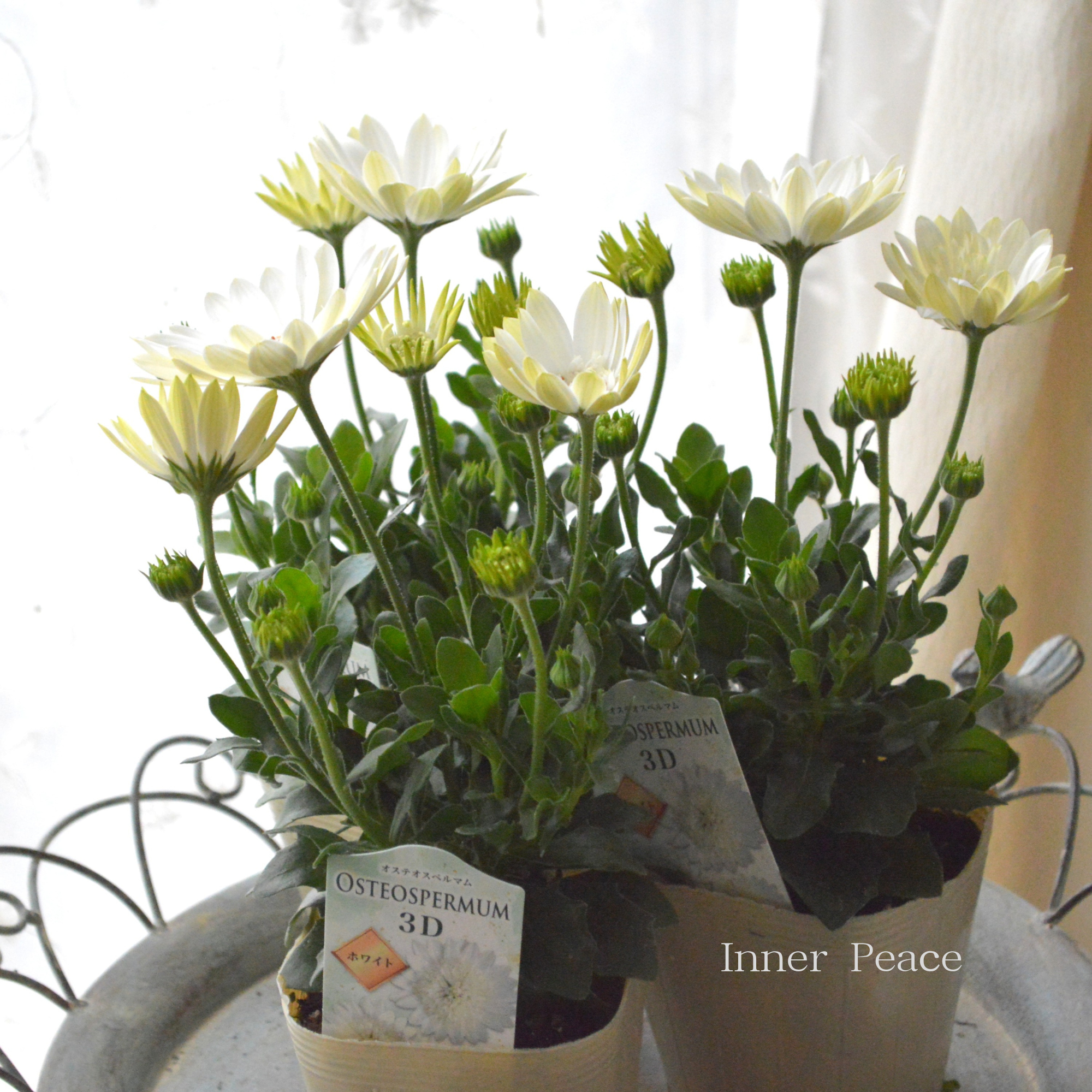 【美しい】 オステオスペルマム　『３D・ホワイト』   3.5寸POT