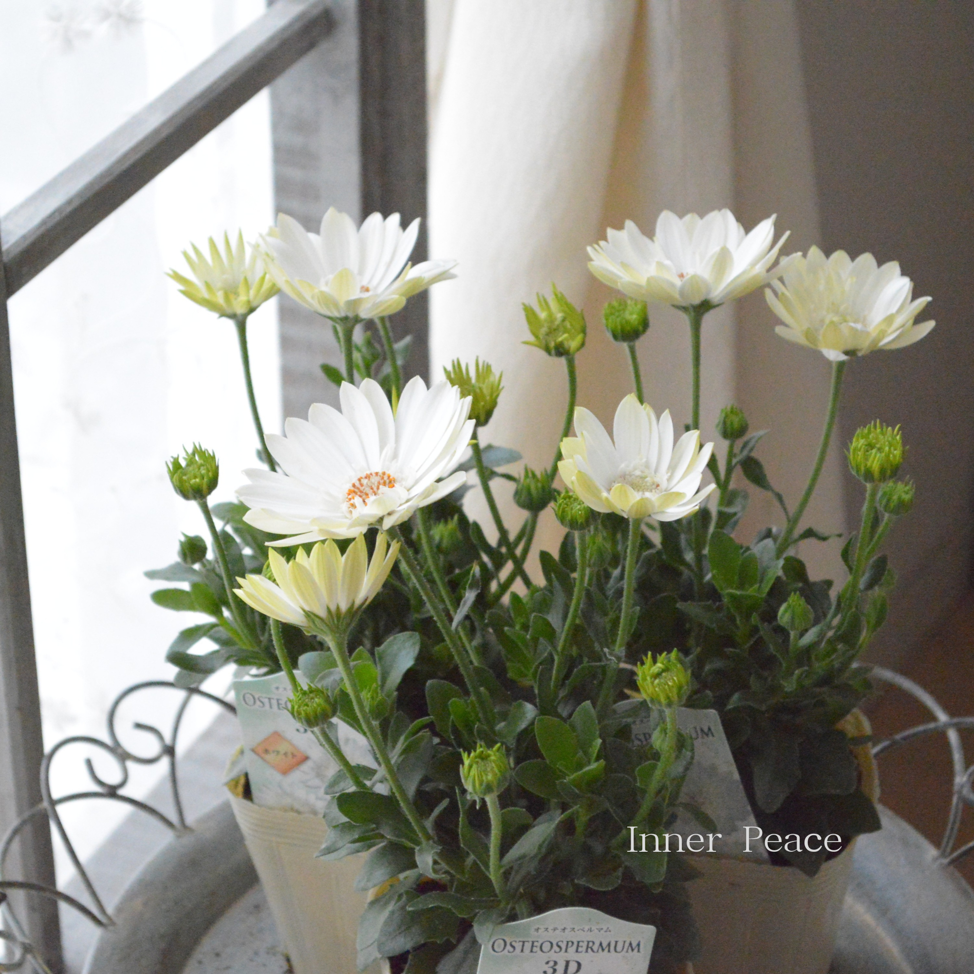 【美しい】 オステオスペルマム　『３D・ホワイト』   3.5寸POT